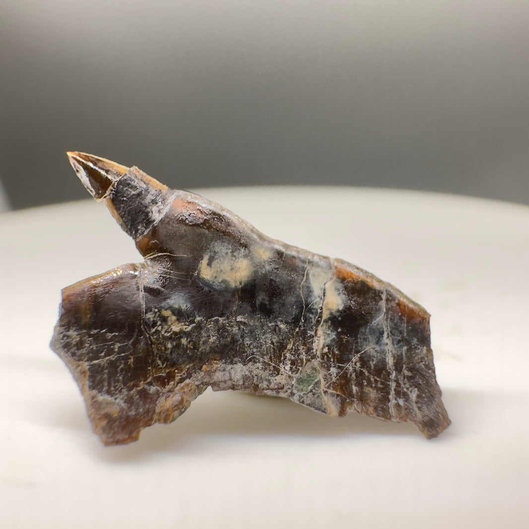 Rare Fossil Shark Teeth Collection - Authentic Specimens – Megalodon Teeth