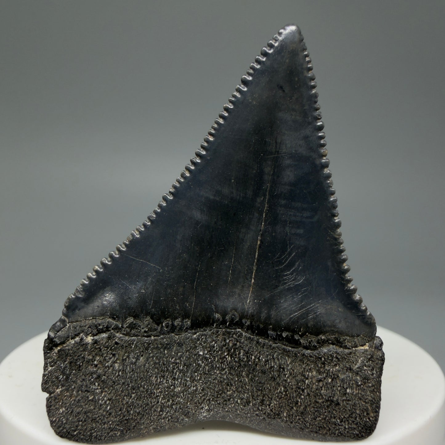Back View  Dark Colors, sharply serrated 1.95" Fossil Great White Tooth for Sale GW1277