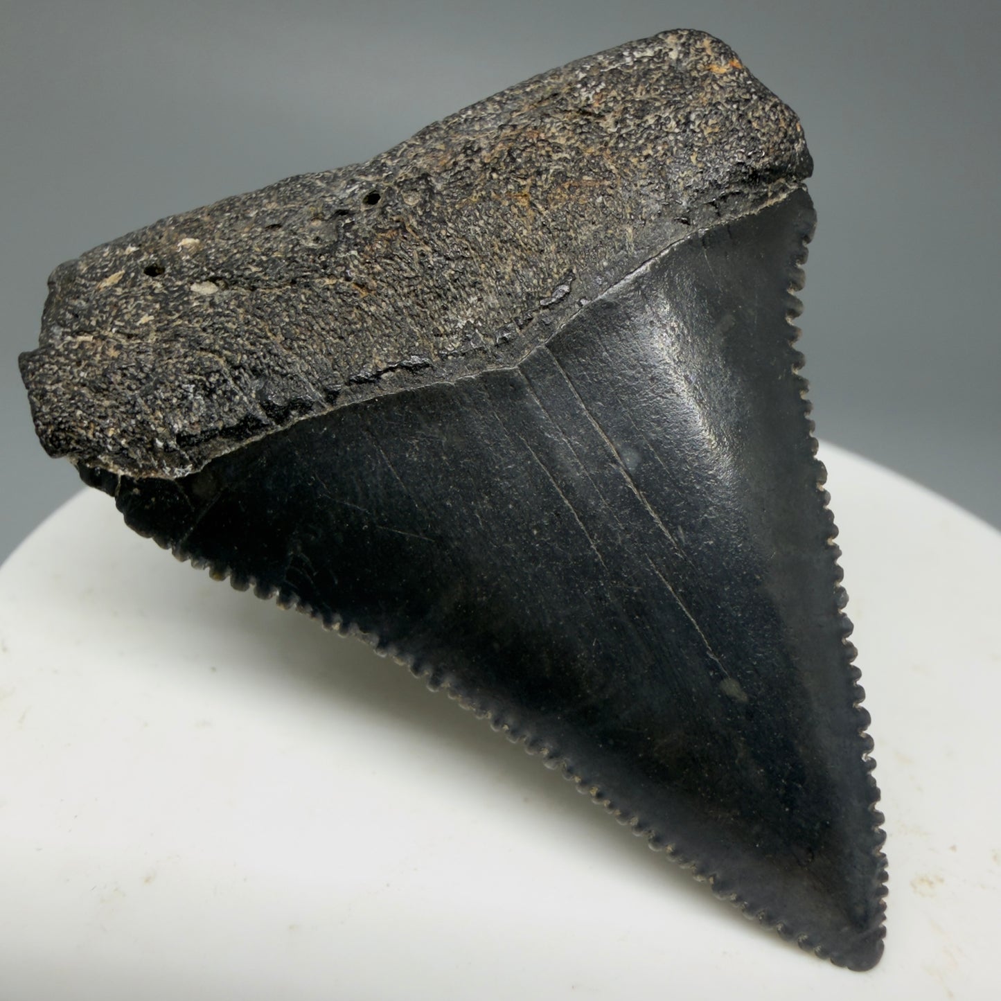 Front Left View Dark Colors, sharply serrated 1.95" Fossil Great White Tooth for Sale GW1277