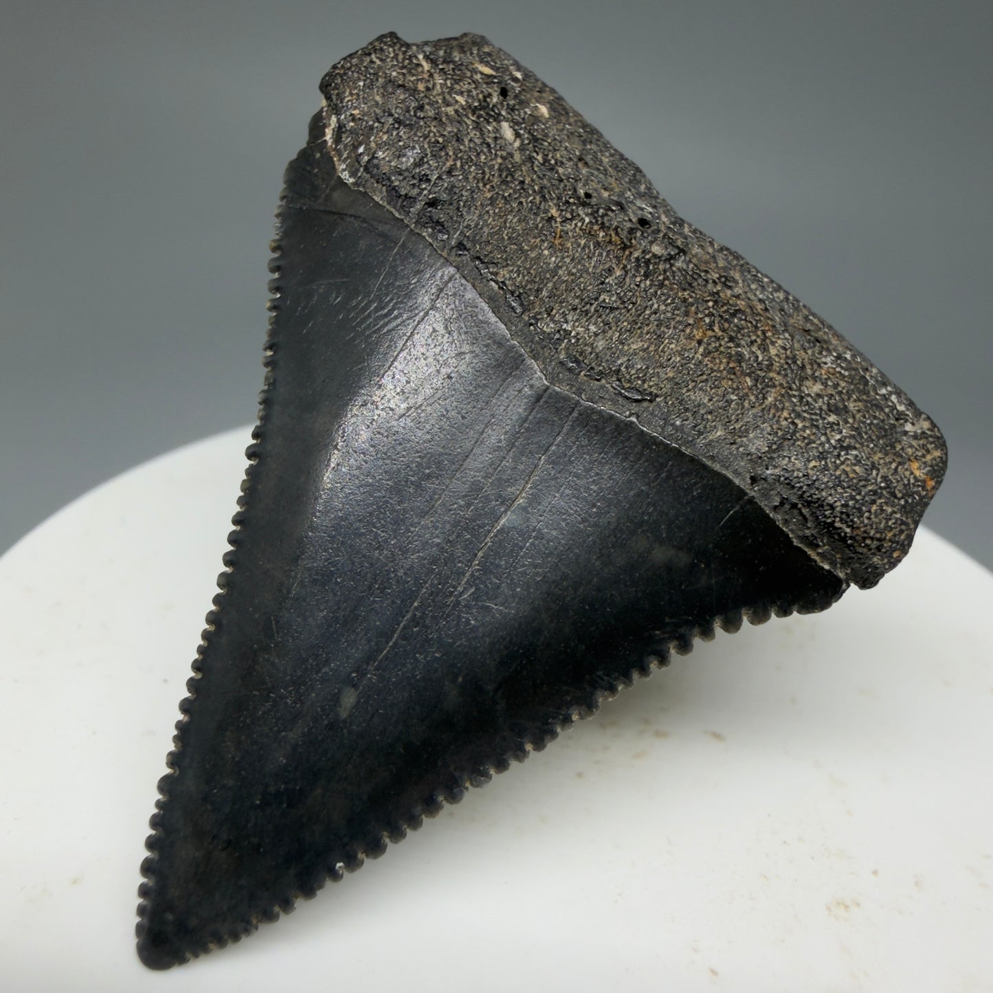 Front Right View Dark Colors, sharply serrated 1.95" Fossil Great White Tooth for Sale GW1277
