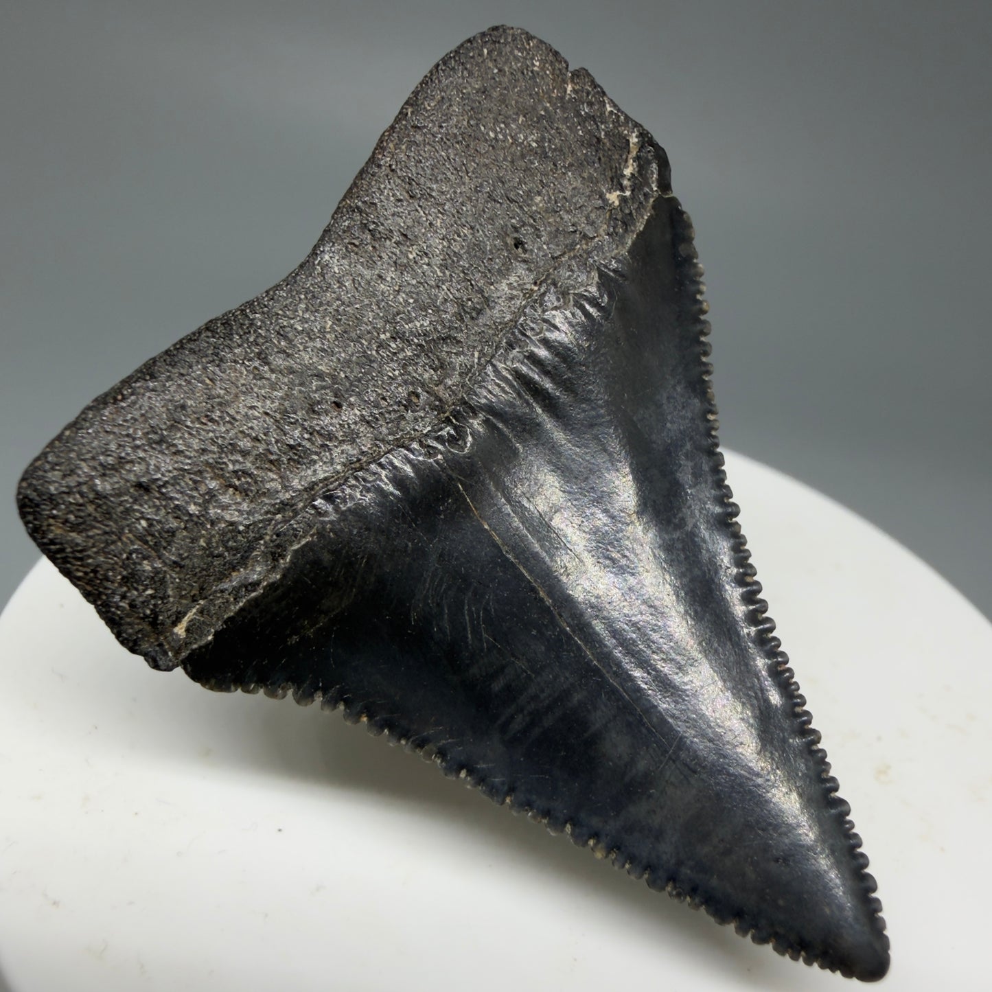 Back Left View Dark Colors, sharply serrated 1.95" Fossil Great White Tooth for Sale GW1277
