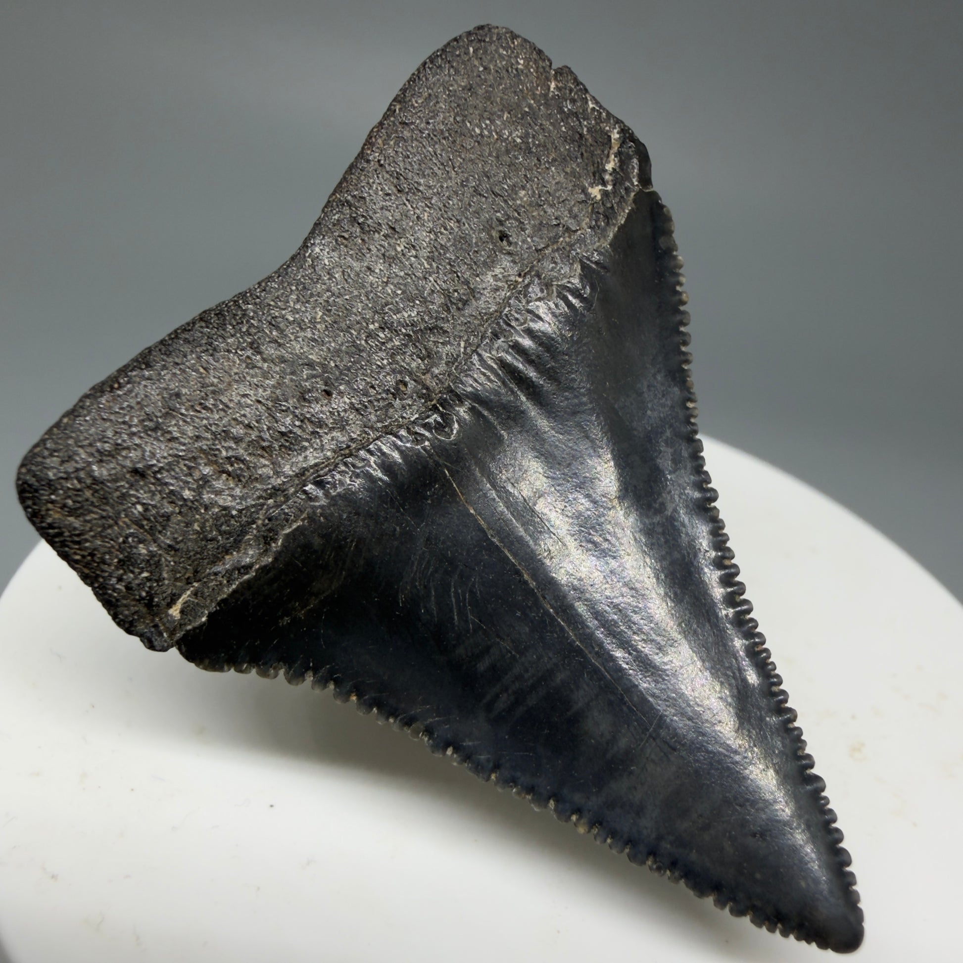 Back Left View Dark Colors, sharply serrated 1.95" Fossil Great White Tooth for Sale GW1277
