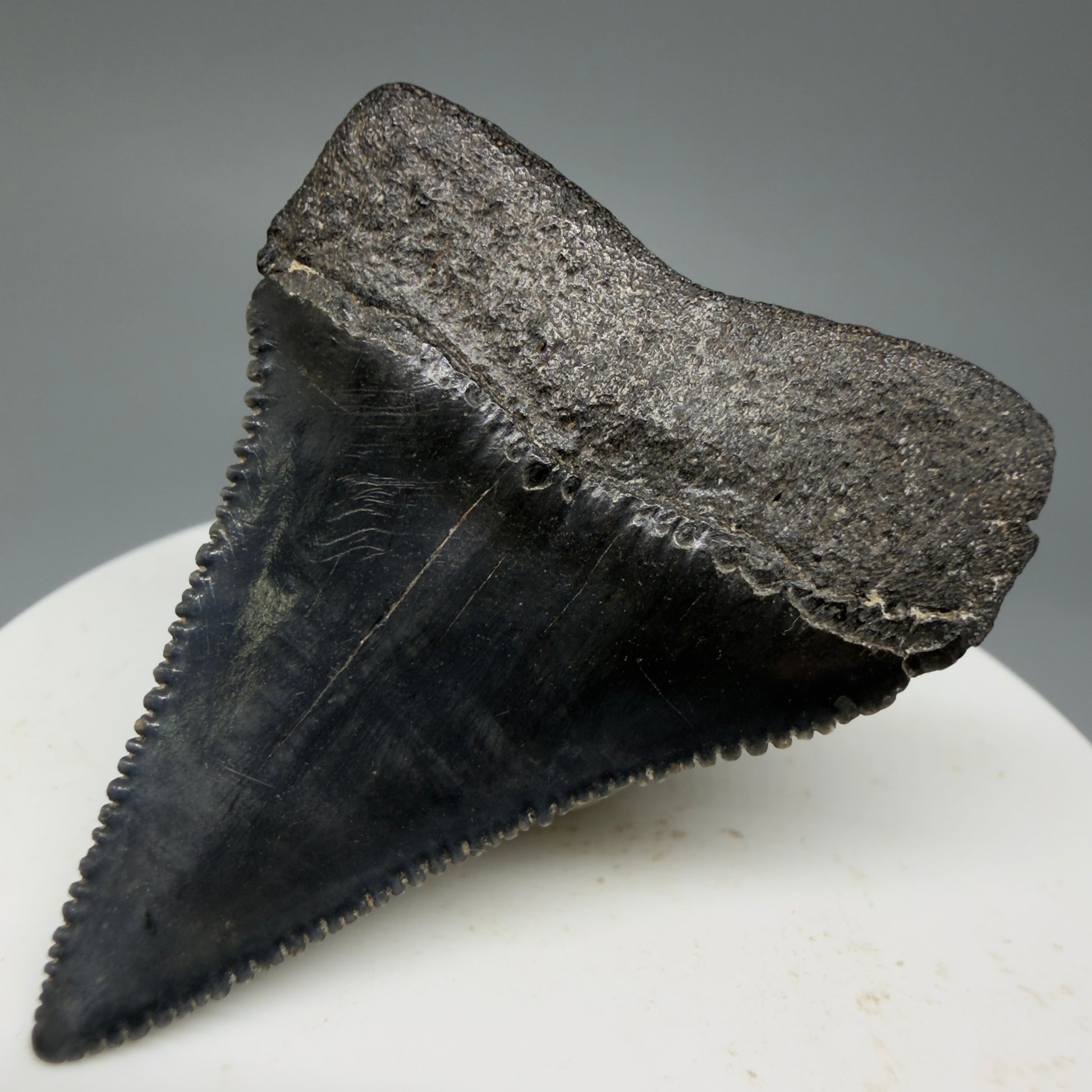 Back Right View Dark Colors, sharply serrated 1.95" Fossil Great White Tooth for Sale GW1277