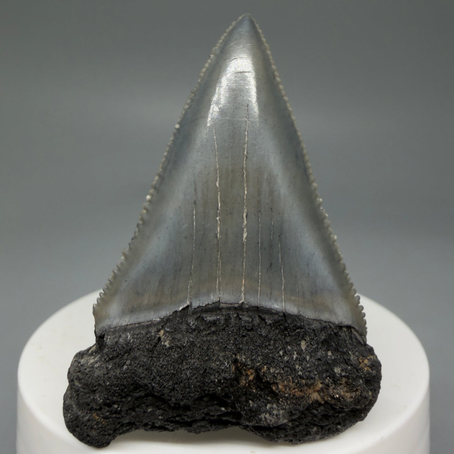 Front View Dark Colors, sharply serrated 2.23" Fossil Great White Tooth for Sale GW1278 - 3