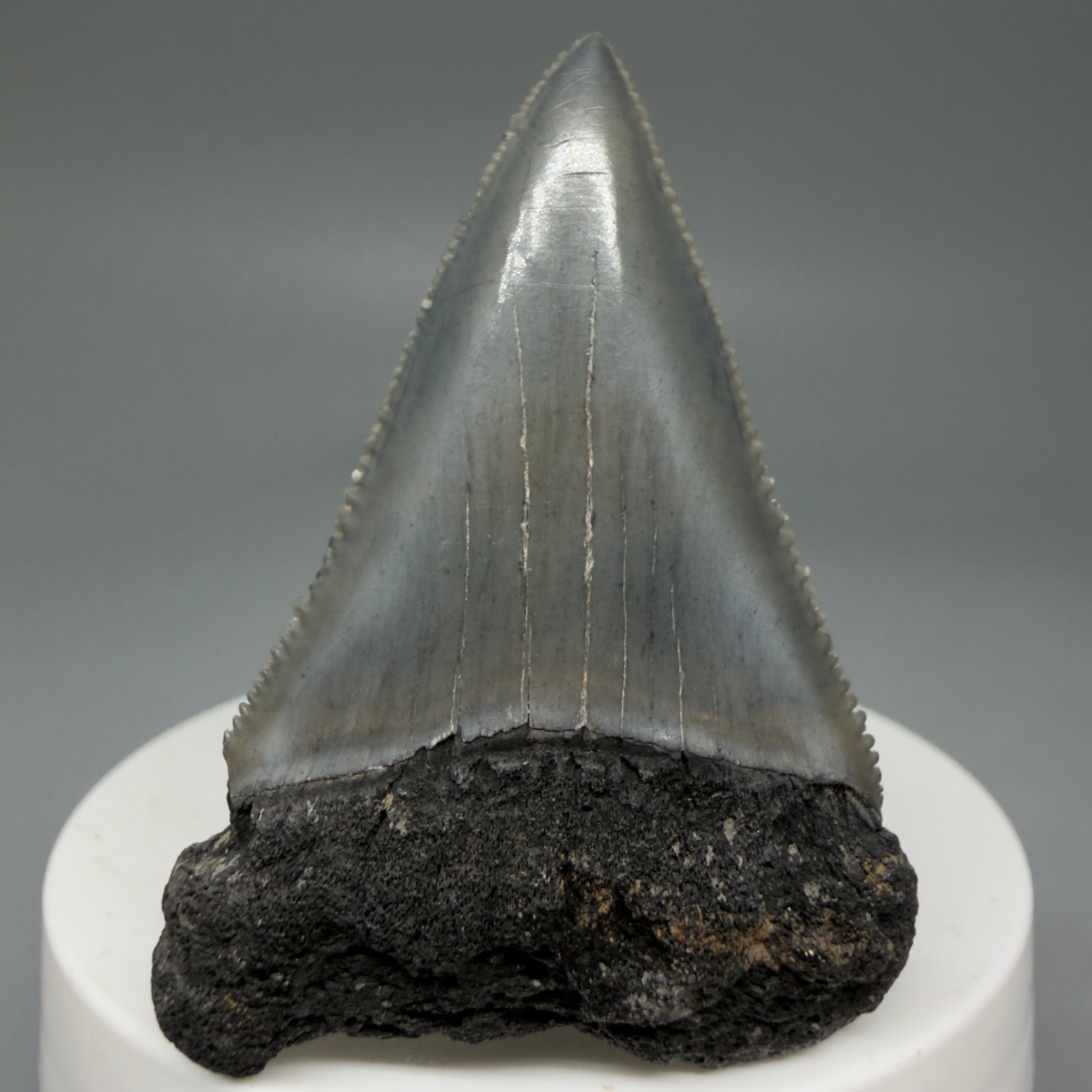 Front View Dark Colors, sharply serrated 2.23" Fossil Great White Tooth for Sale GW1278 - 3