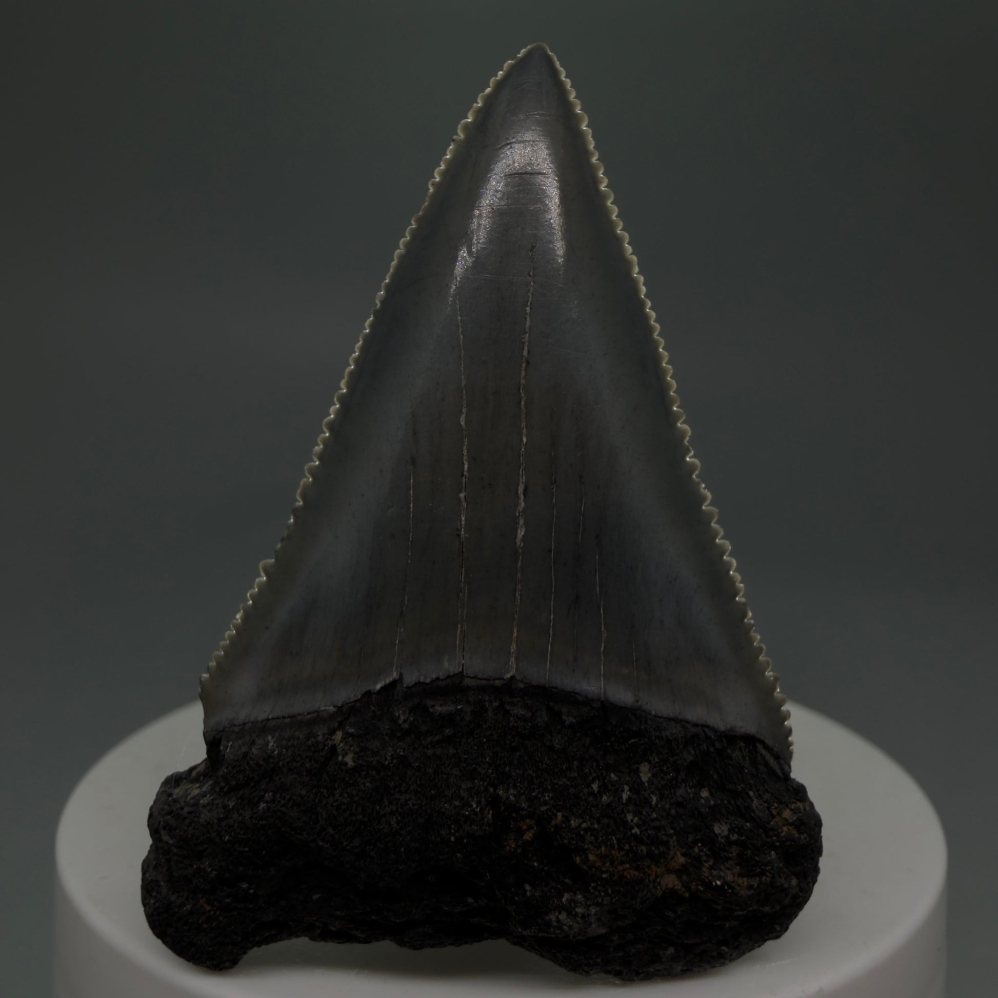 Front View Dark Colors, sharply serrated 2.23" Fossil Great White Tooth for Sale GW1278 - 2