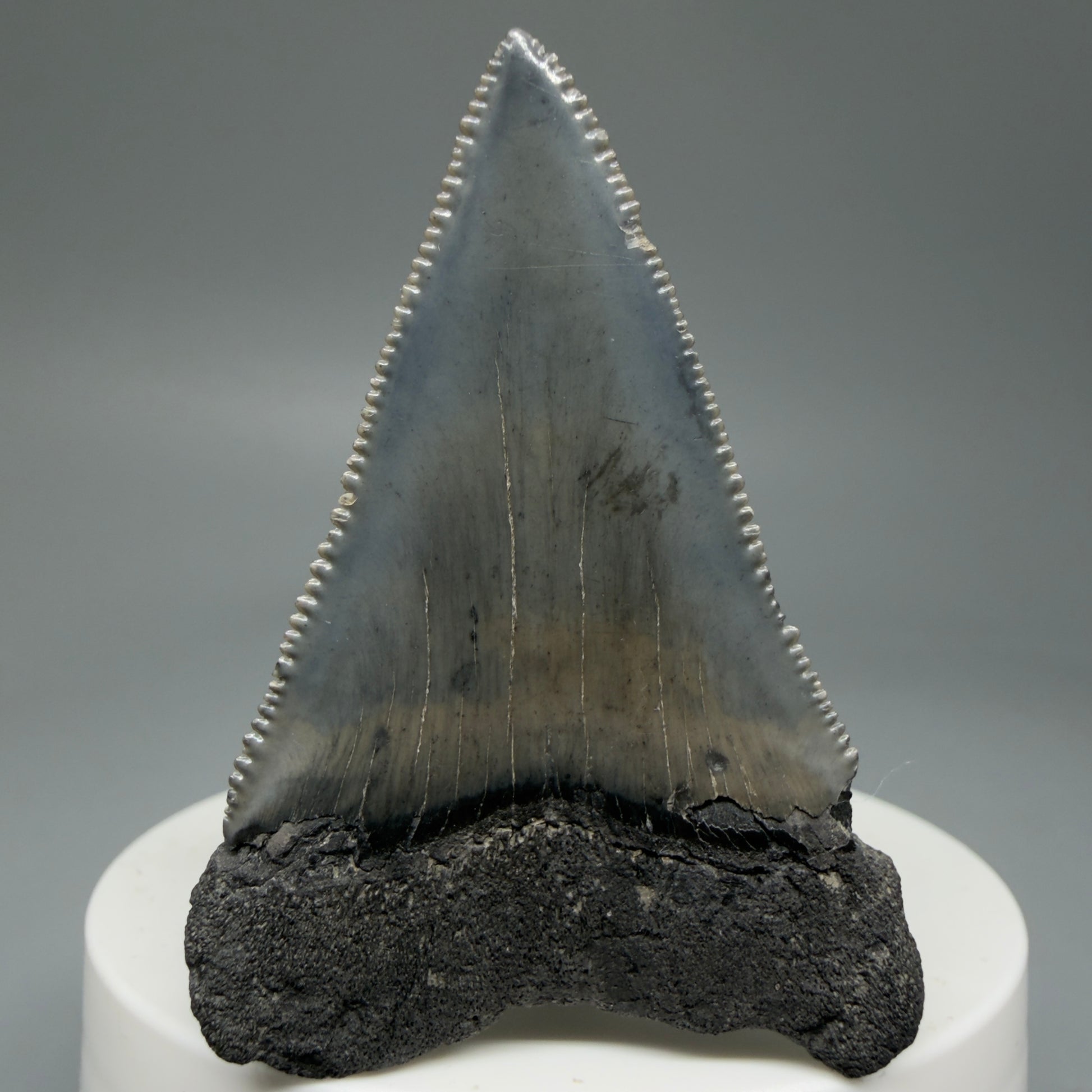 Back View Dark Colors, sharply serrated 2.23" Fossil Great White Tooth for Sale GW1278