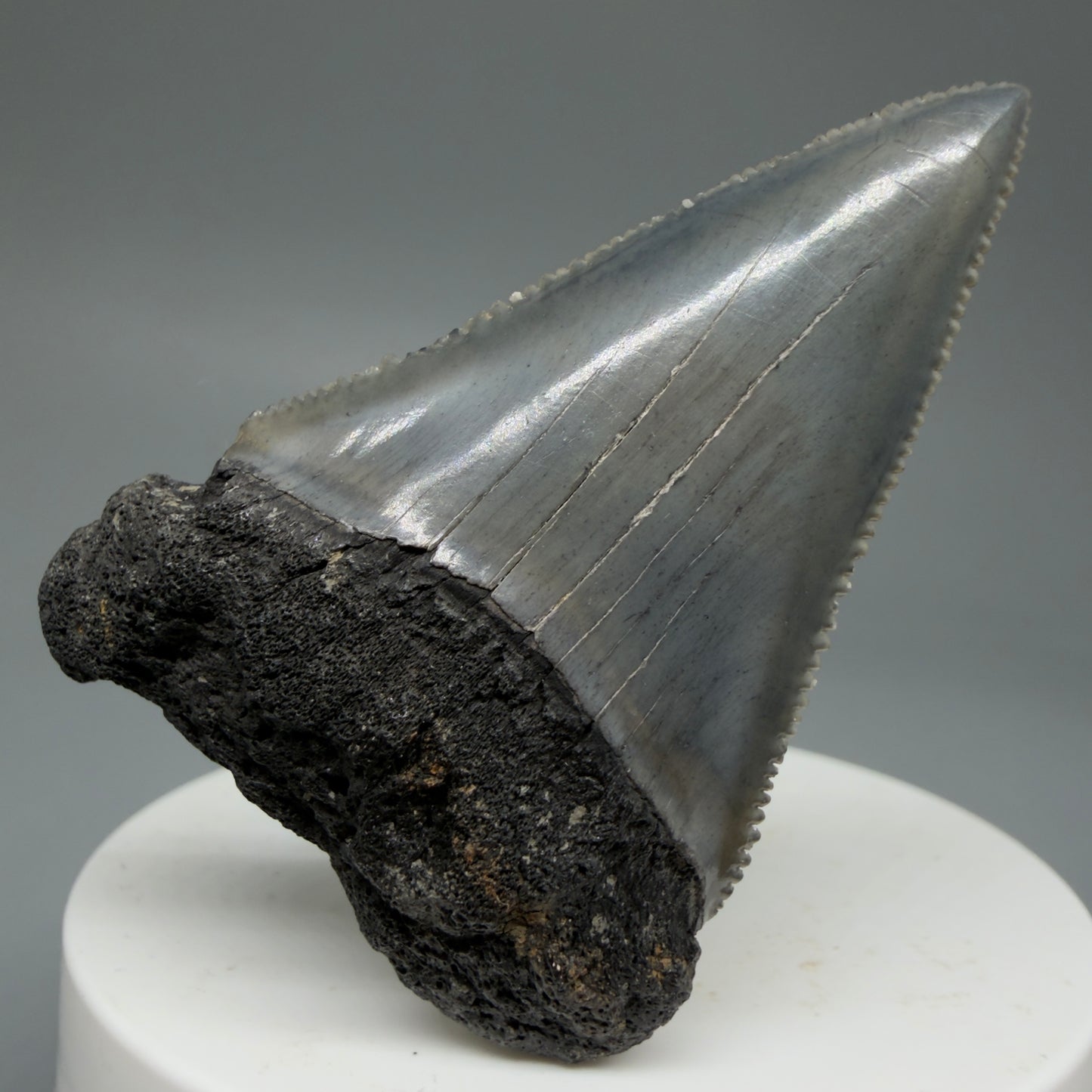 Front View Dark Colors, sharply serrated 2.23" Fossil Great White Tooth for Sale GW1278 - 1