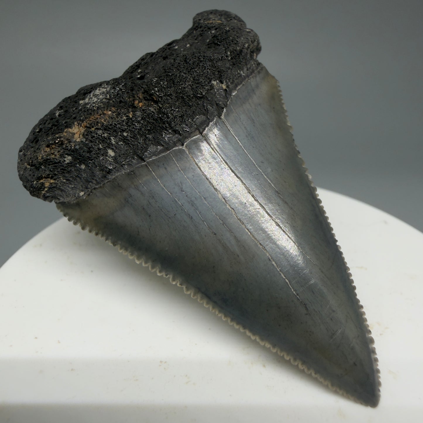 Front Left View Dark Colors, sharply serrated 2.23" Fossil Great White Tooth for Sale GW1278