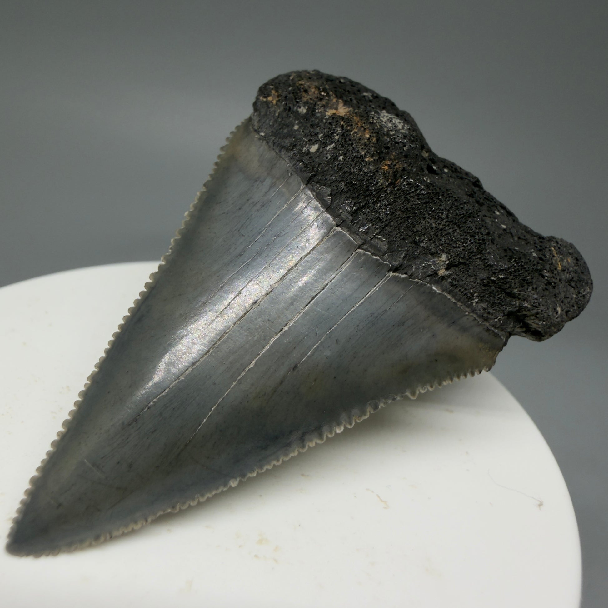 Front Right View Dark Colors, sharply serrated 2.23" Fossil Great White Tooth for Sale GW1278