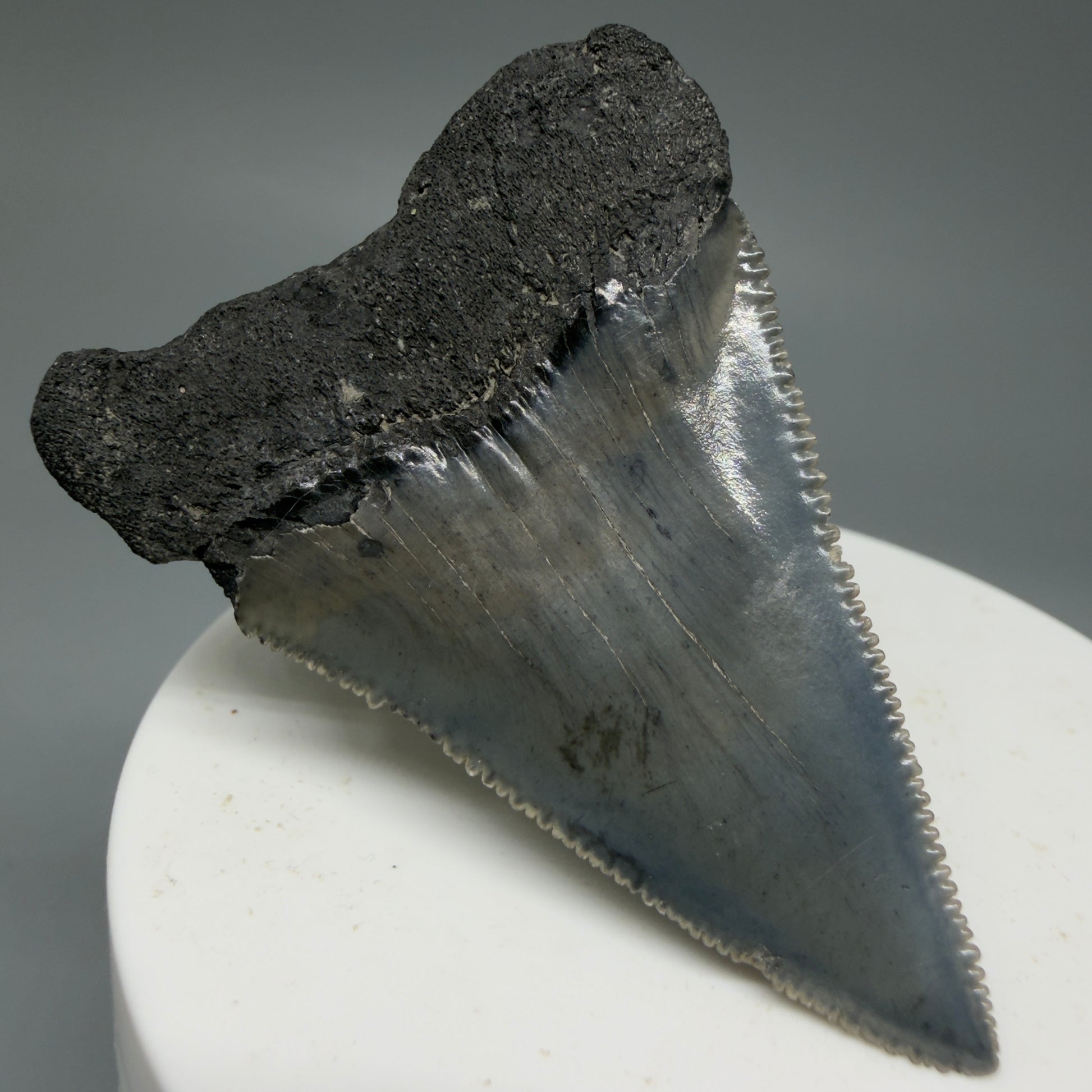 Back Left View Dark Colors, sharply serrated 2.23" Fossil Great White Tooth for Sale GW1278
