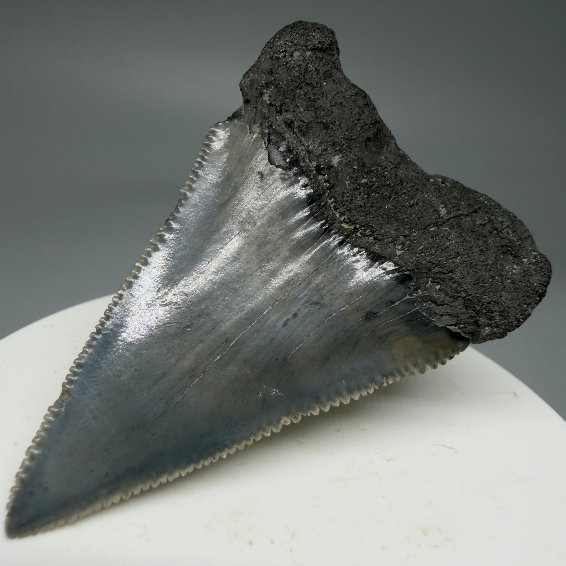 Back Right View Dark Colors, sharply serrated 2.23" Fossil Great White Tooth for Sale GW1278