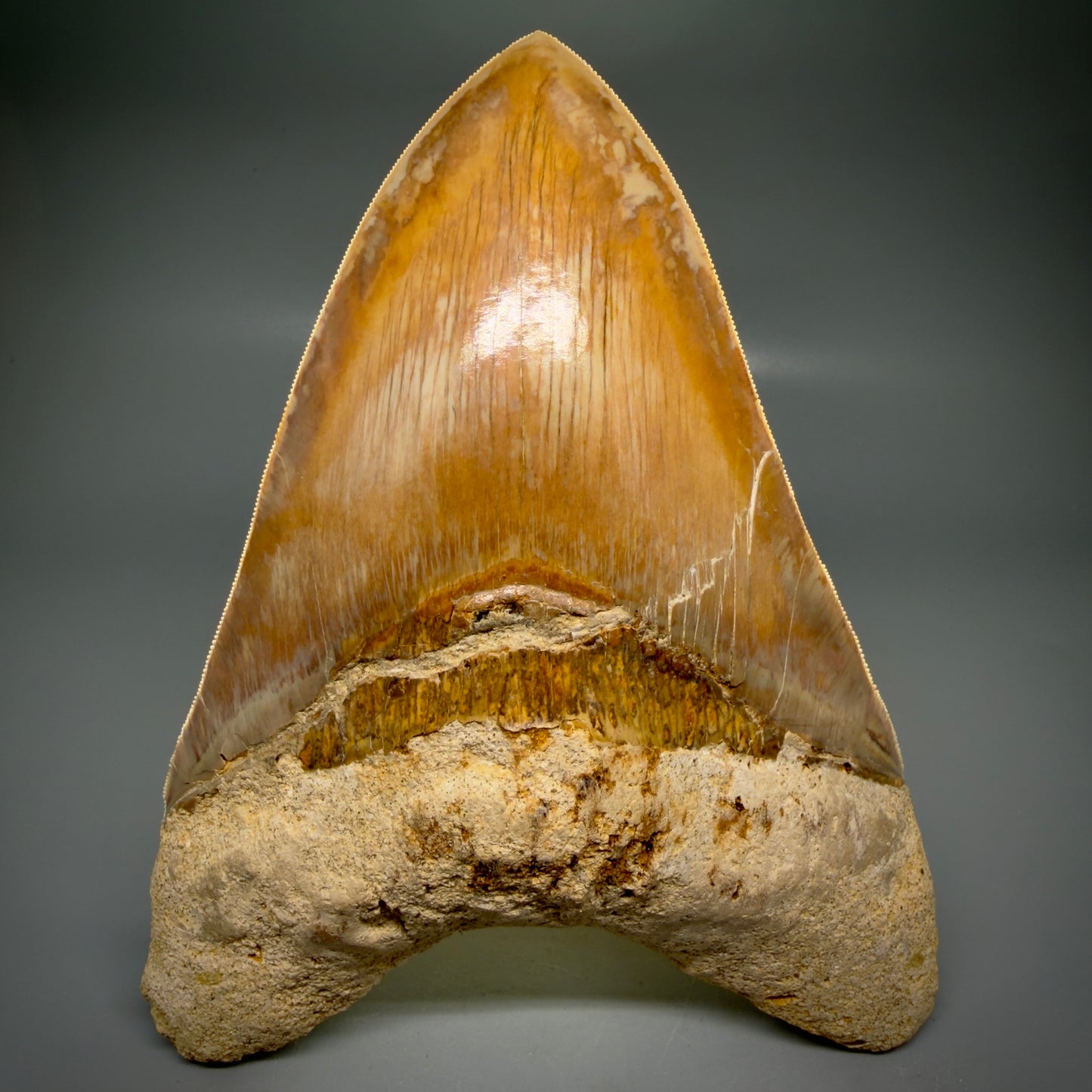 Front View EXTRA LARGE, close to max size, sharply serrated 6.27" Fossil Megalodon Tooth - Indonesia CM6174 - 4