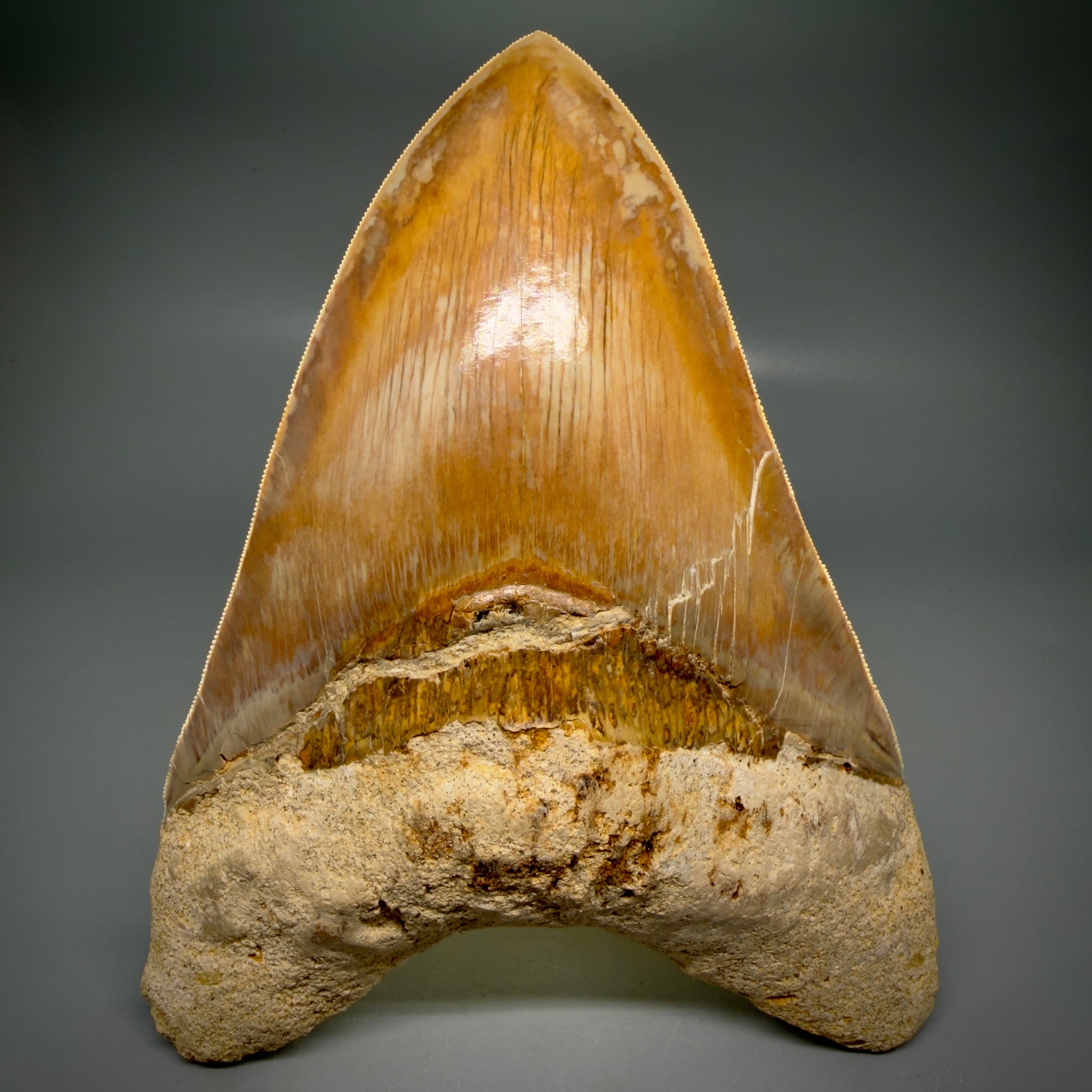 Front View EXTRA LARGE, close to max size, sharply serrated 6.27" Fossil Megalodon Tooth - Indonesia CM6174 - 4