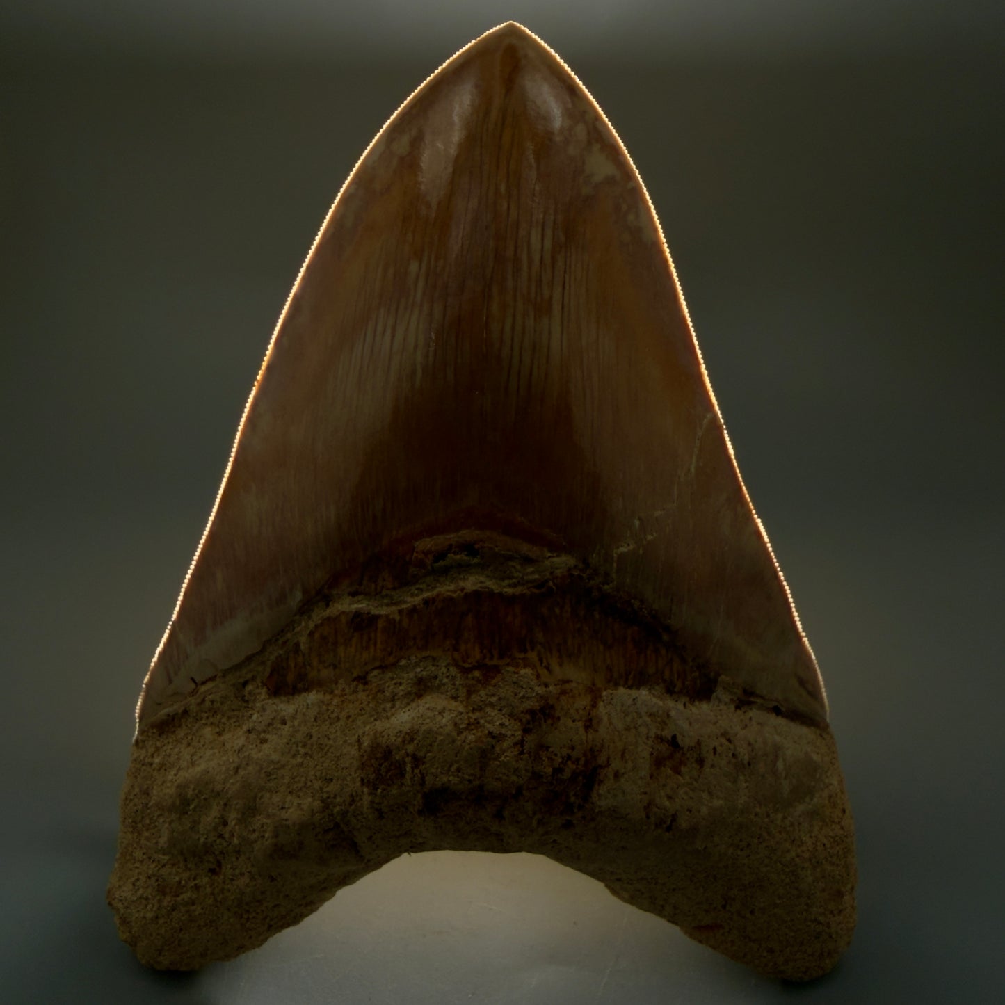 Front View EXTRA LARGE, close to max size, sharply serrated 6.27" Fossil Megalodon Tooth - Indonesia CM6174 - 1