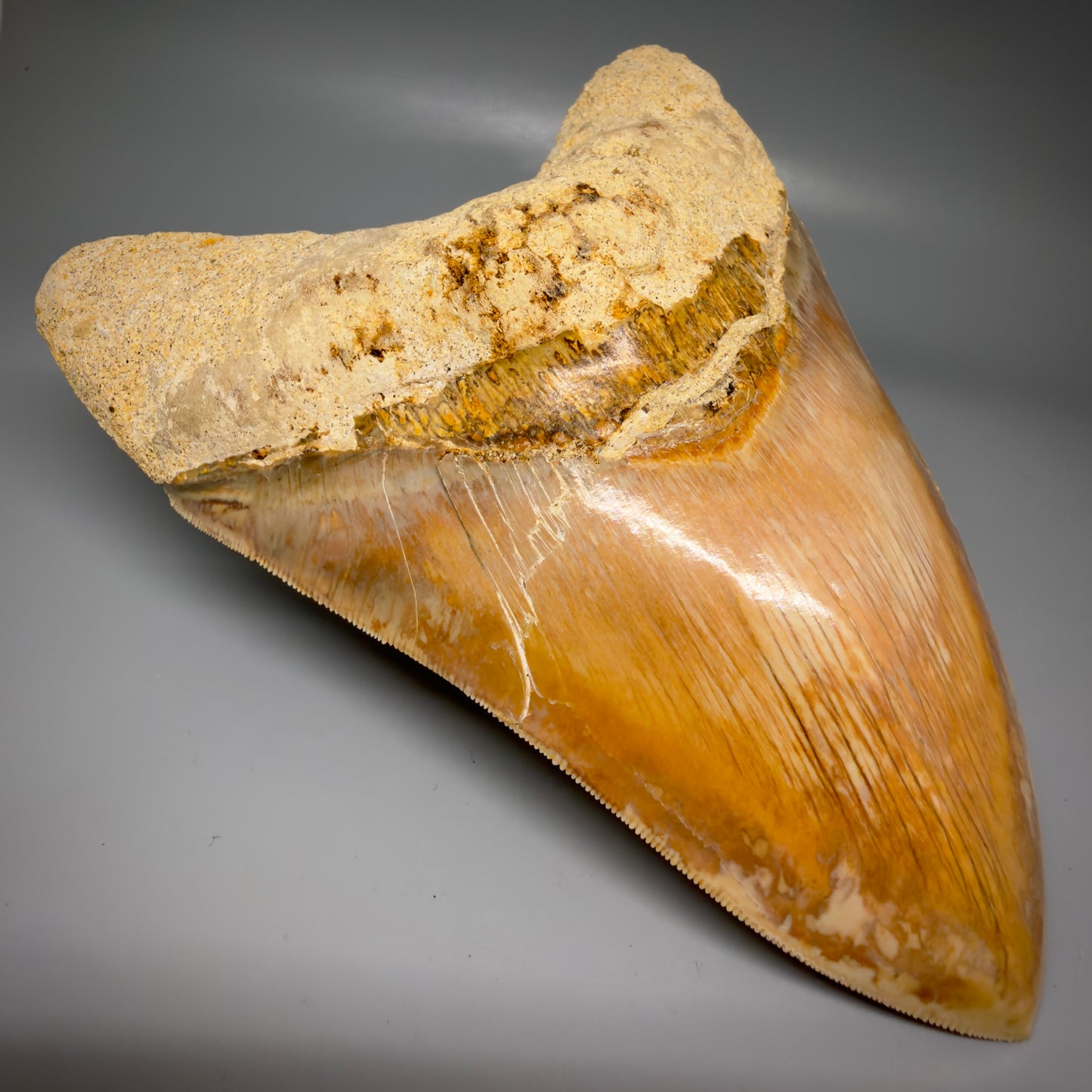 Front Left View EXTRA LARGE, close to max size, sharply serrated 6.27" Fossil Megalodon Tooth - Indonesia CM6174
