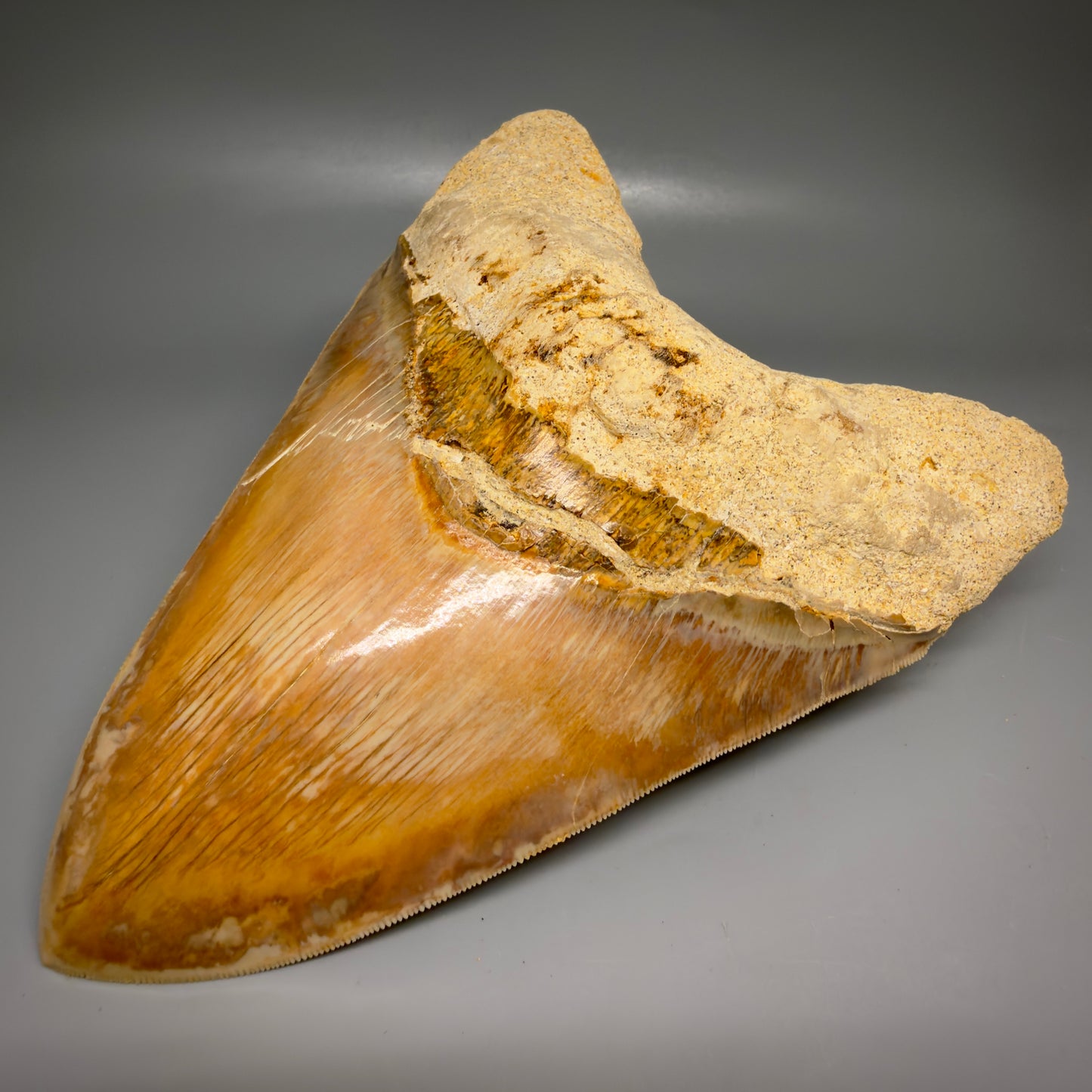 Front Right View EXTRA LARGE, close to max size, sharply serrated 6.27" Fossil Megalodon Tooth - Indonesia CM6174