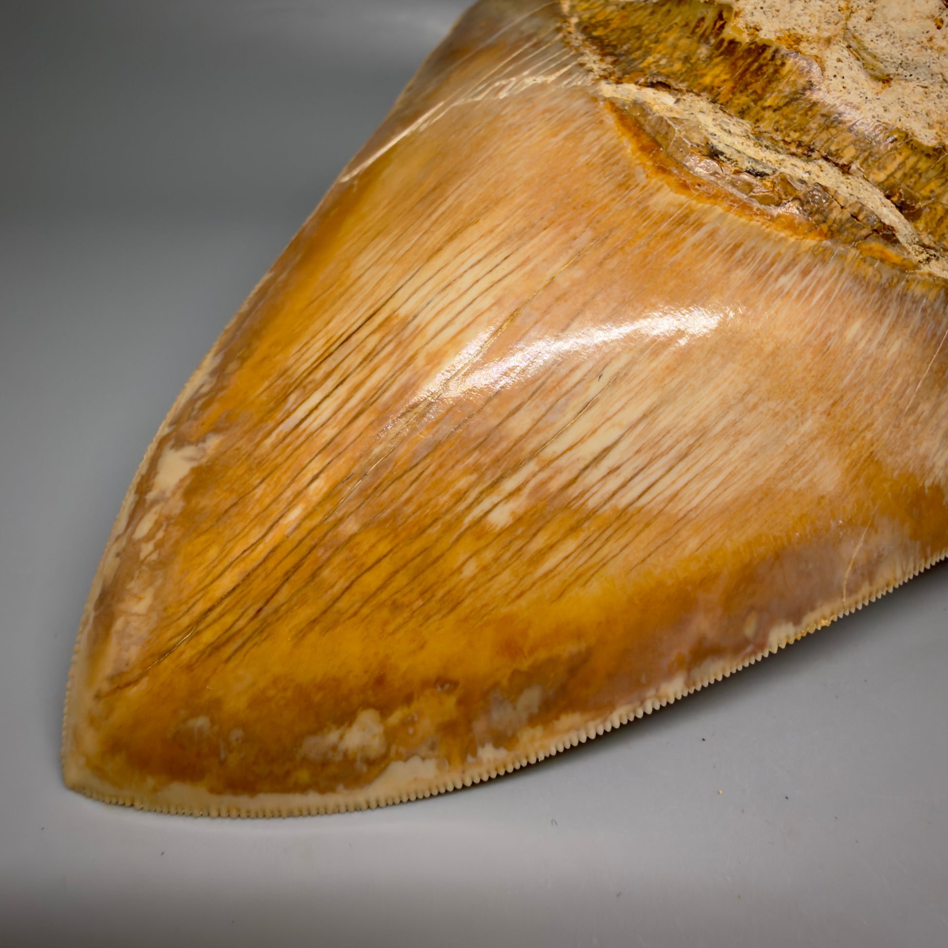 Tip detail View EXTRA LARGE, close to max size, sharply serrated 6.27" Fossil Megalodon Tooth - Indonesia CM6174