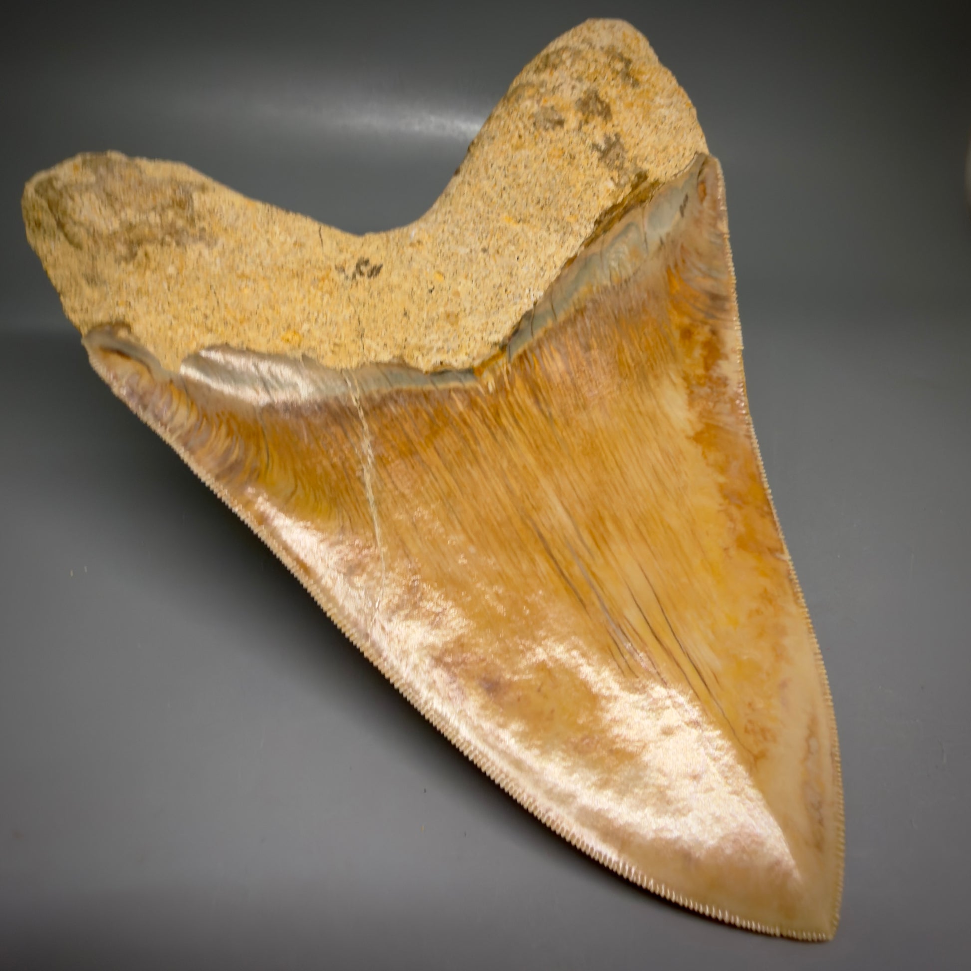 Back Left View EXTRA LARGE, close to max size, sharply serrated 6.27" Fossil Megalodon Tooth - Indonesia CM6174