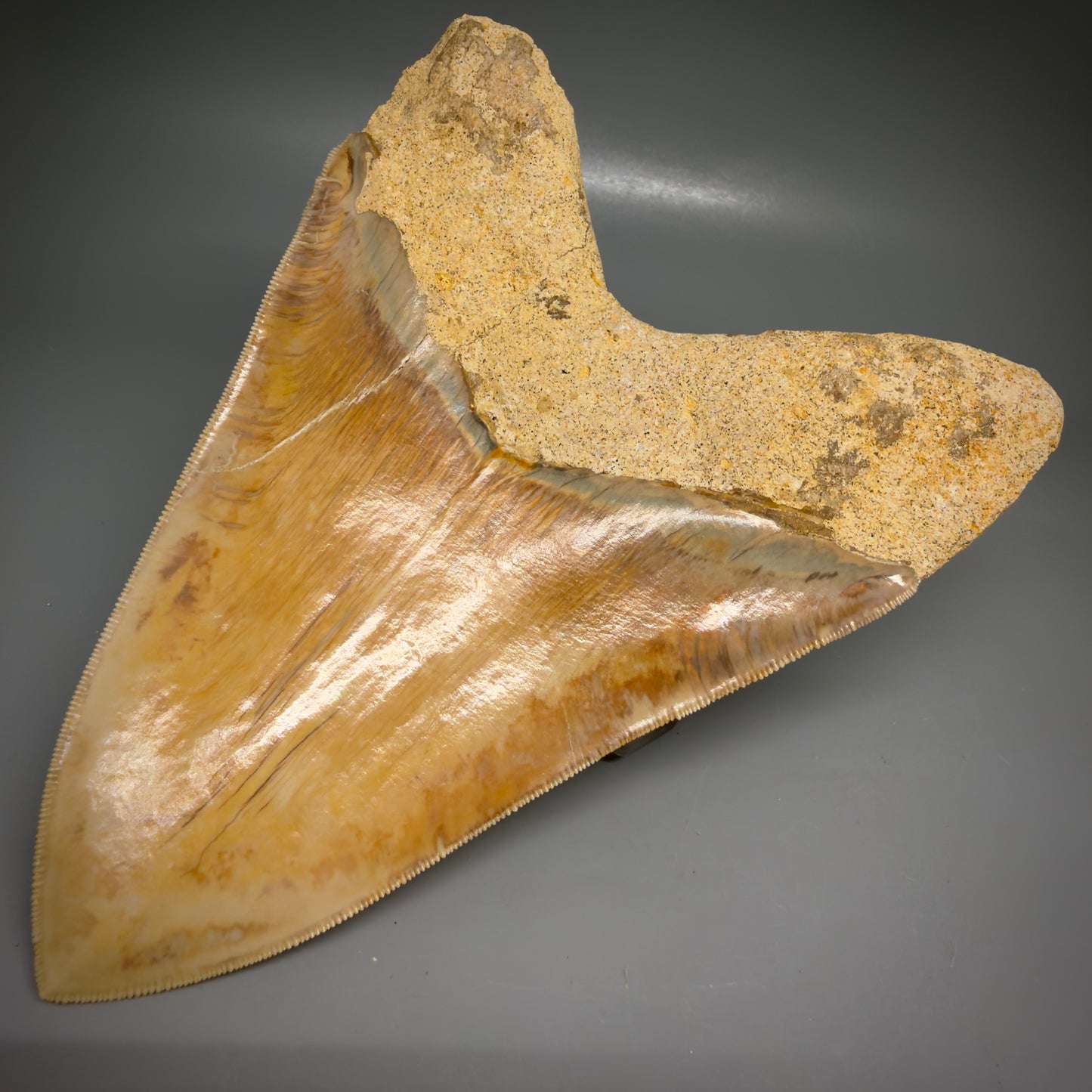 Back Right View EXTRA LARGE, close to max size, sharply serrated 6.27" Fossil Megalodon Tooth - Indonesia CM6174