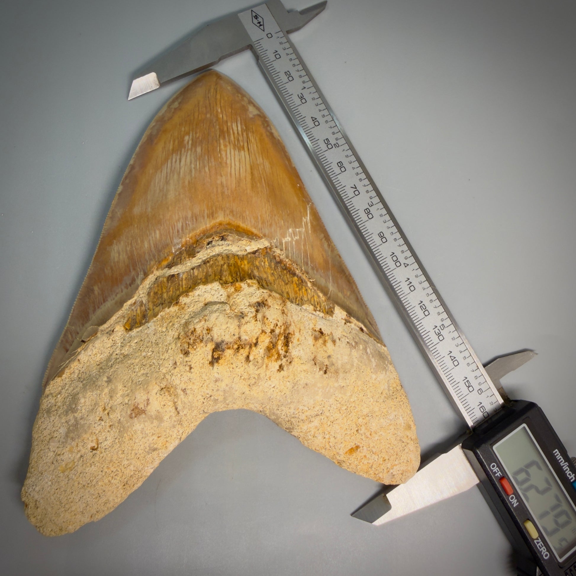 Front in calipers View EXTRA LARGE, close to max size, sharply serrated 6.27" Fossil Megalodon Tooth - Indonesia CM6174