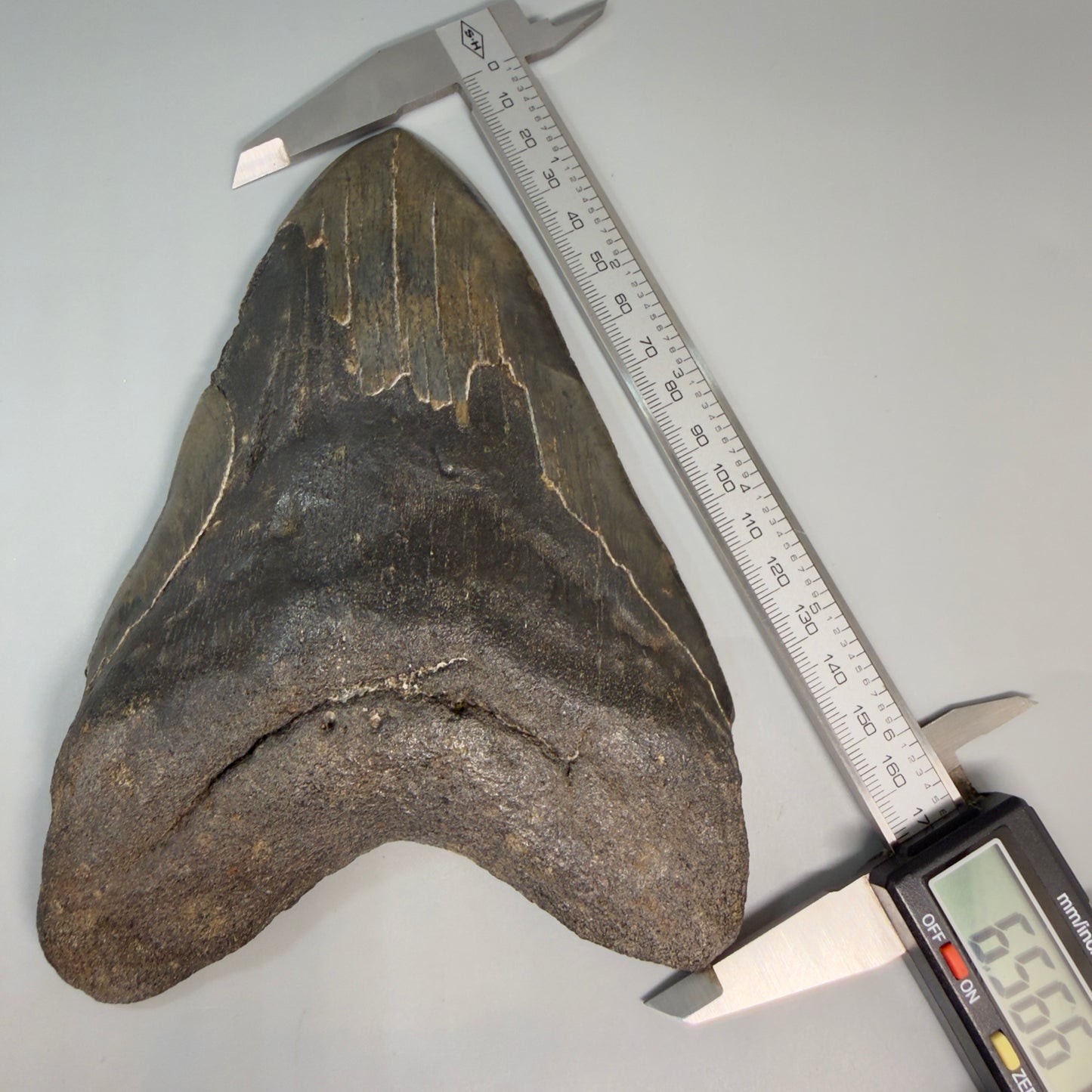 Front View in calipers Dark colors, HUGE 6.56" Fossil Megalodon Shark Tooth from Georgia CM6175 