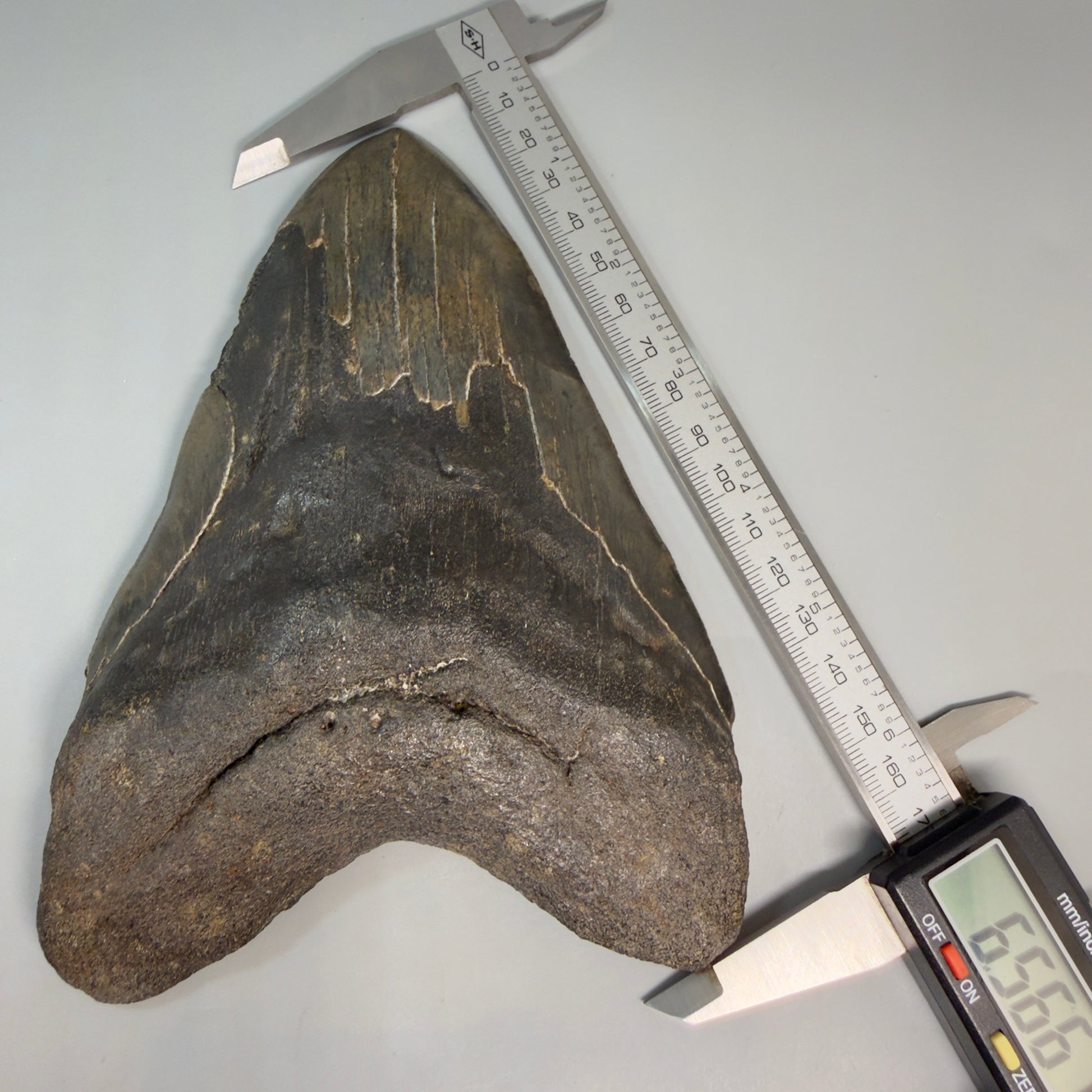 Front View in calipers Dark colors, HUGE 6.56" Fossil Megalodon Shark Tooth from Georgia CM6175 