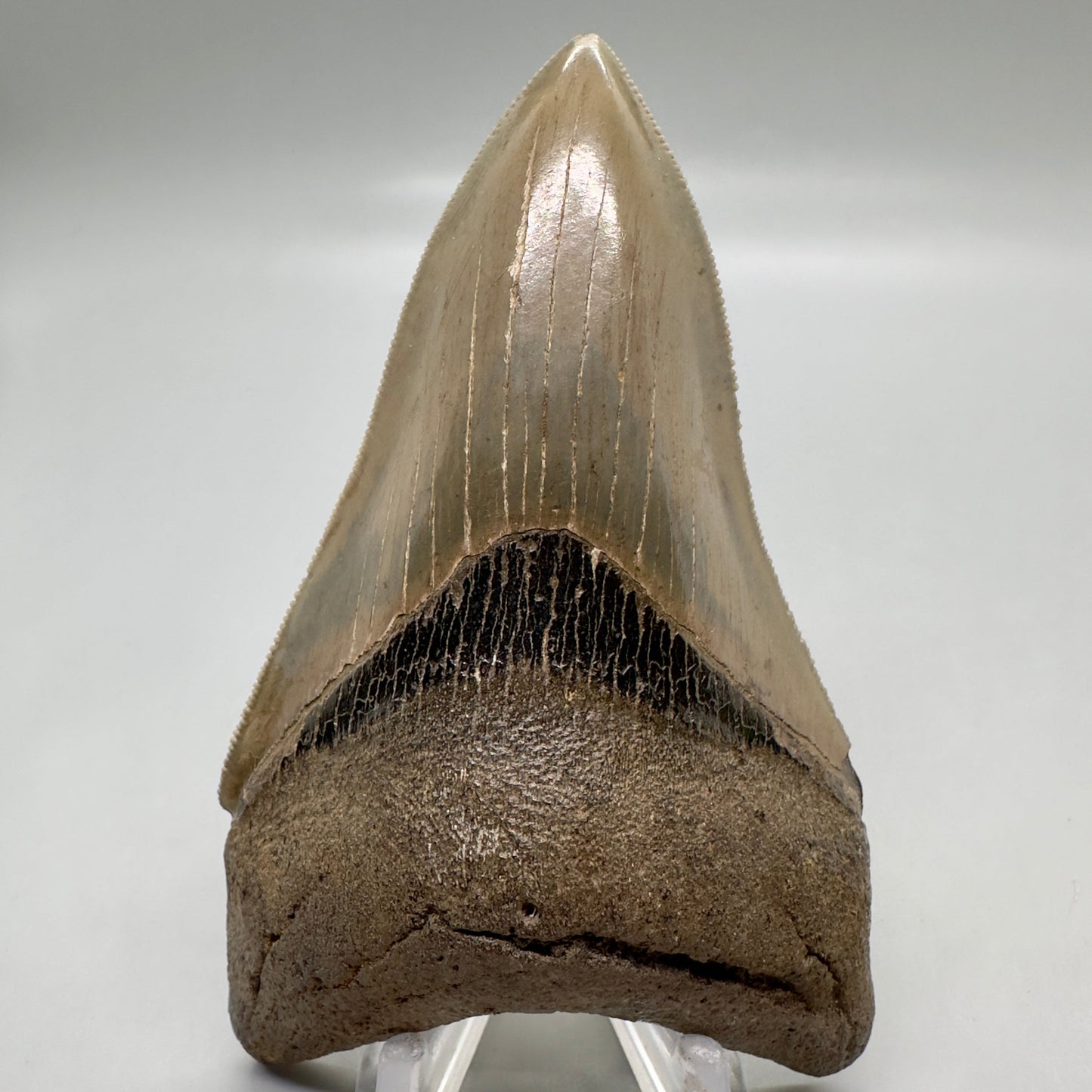 Colorful, high quality Lower 3.99" Fossil Megalodon Tooth from Georgia, USA MJ172 - Front