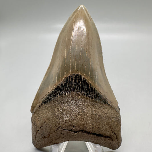 Colorful, high quality Lower 3.99" Fossil Megalodon Tooth from Georgia, USA MJ172 - Front