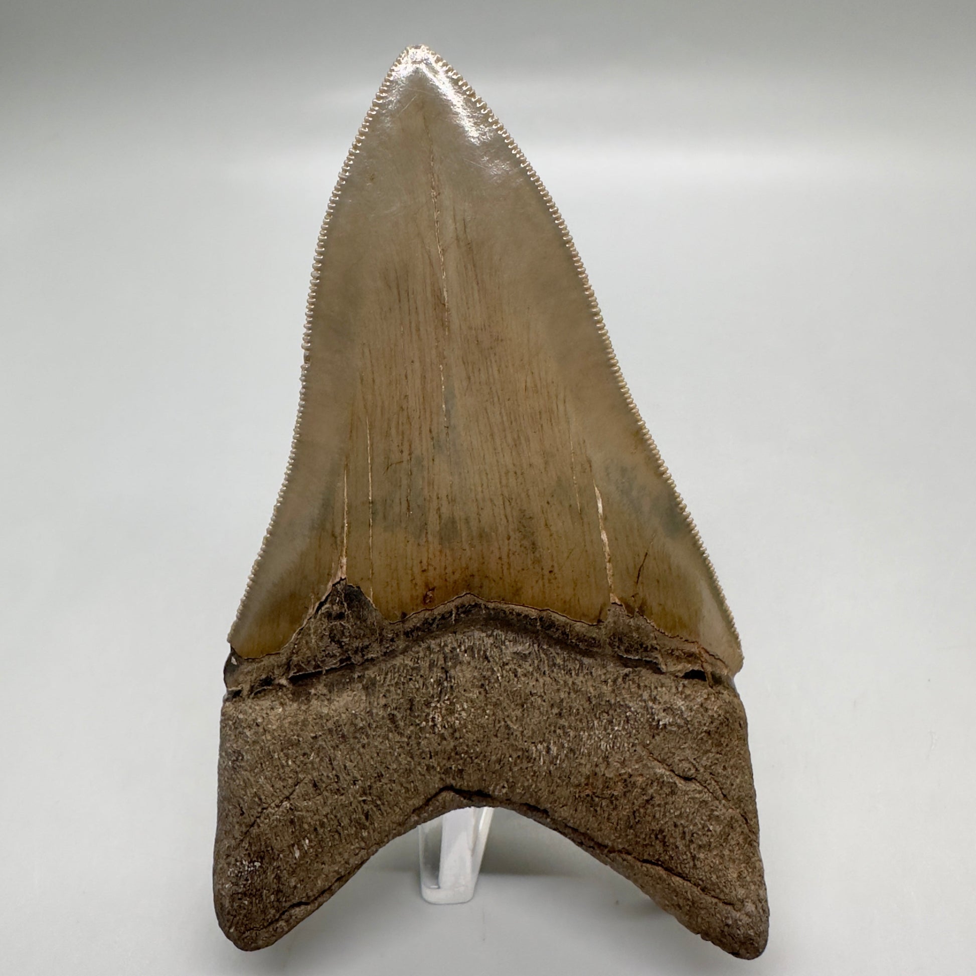 Colorful, high quality Lower 3.99" Fossil Megalodon Tooth from Georgia, USA MJ172 - Back