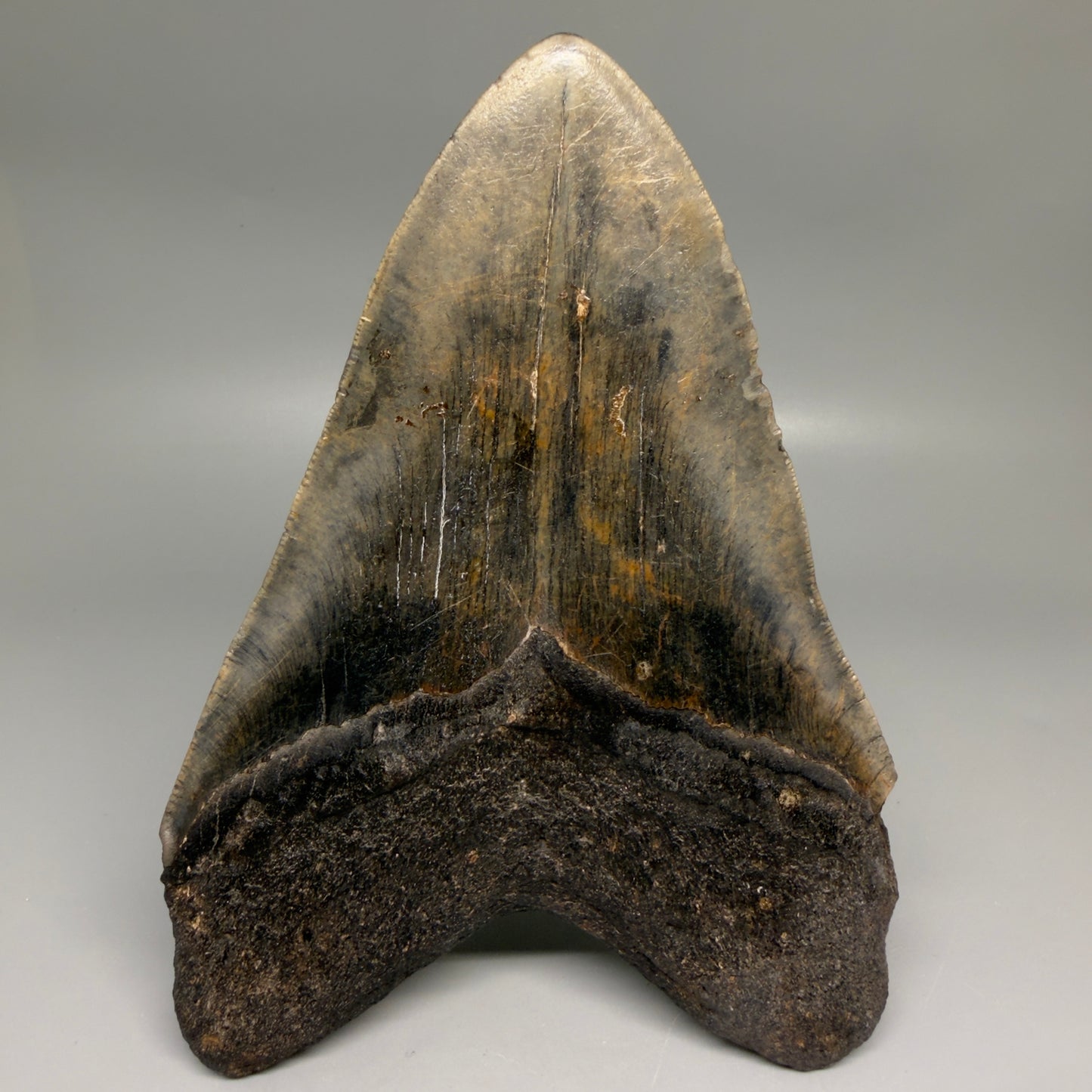 Back View Dark colors, HUGE 6.56" Fossil Megalodon Shark Tooth from Georgia CM6175