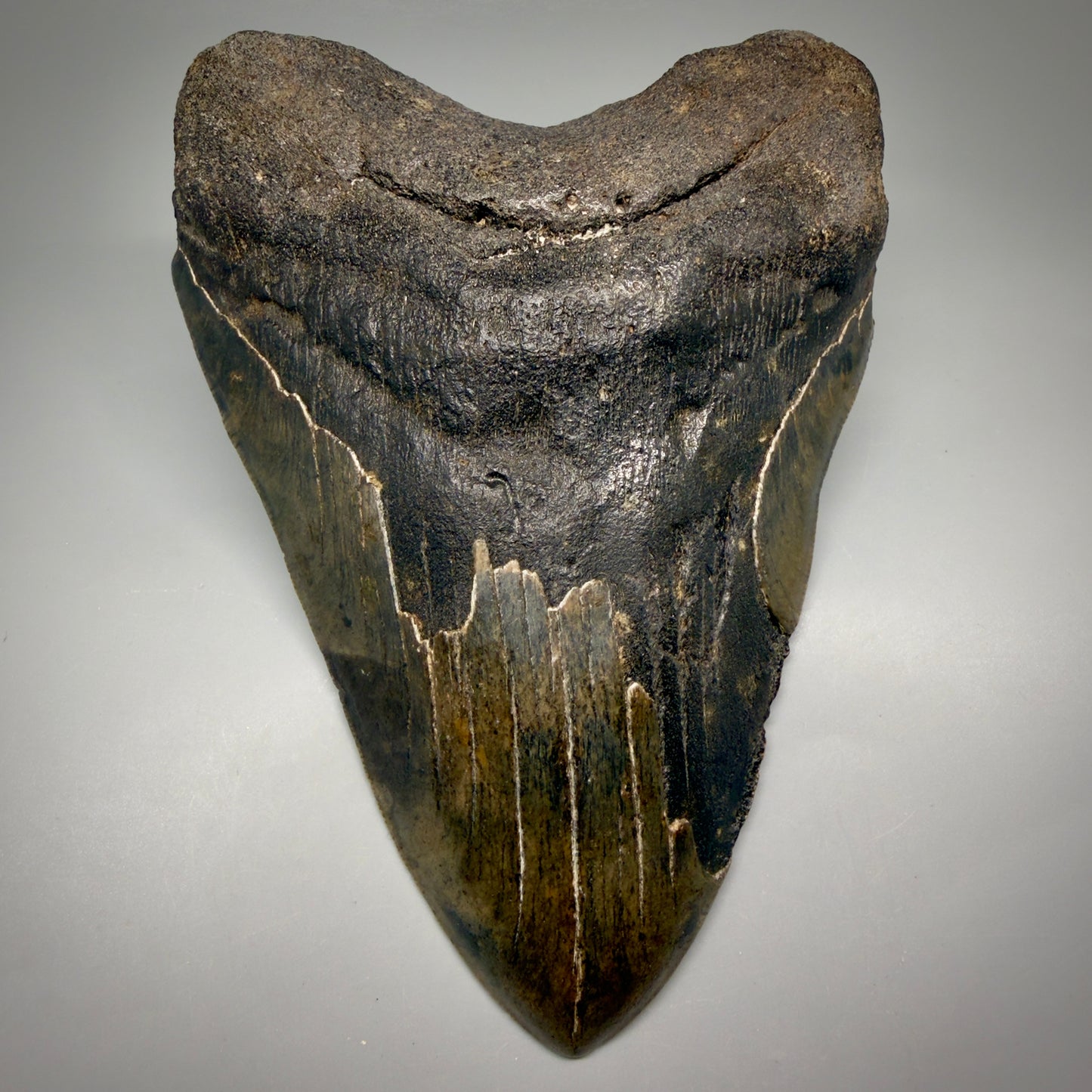 Front View Dark colors, HUGE 6.56" Fossil Megalodon Shark Tooth from Georgia CM6175 - 1