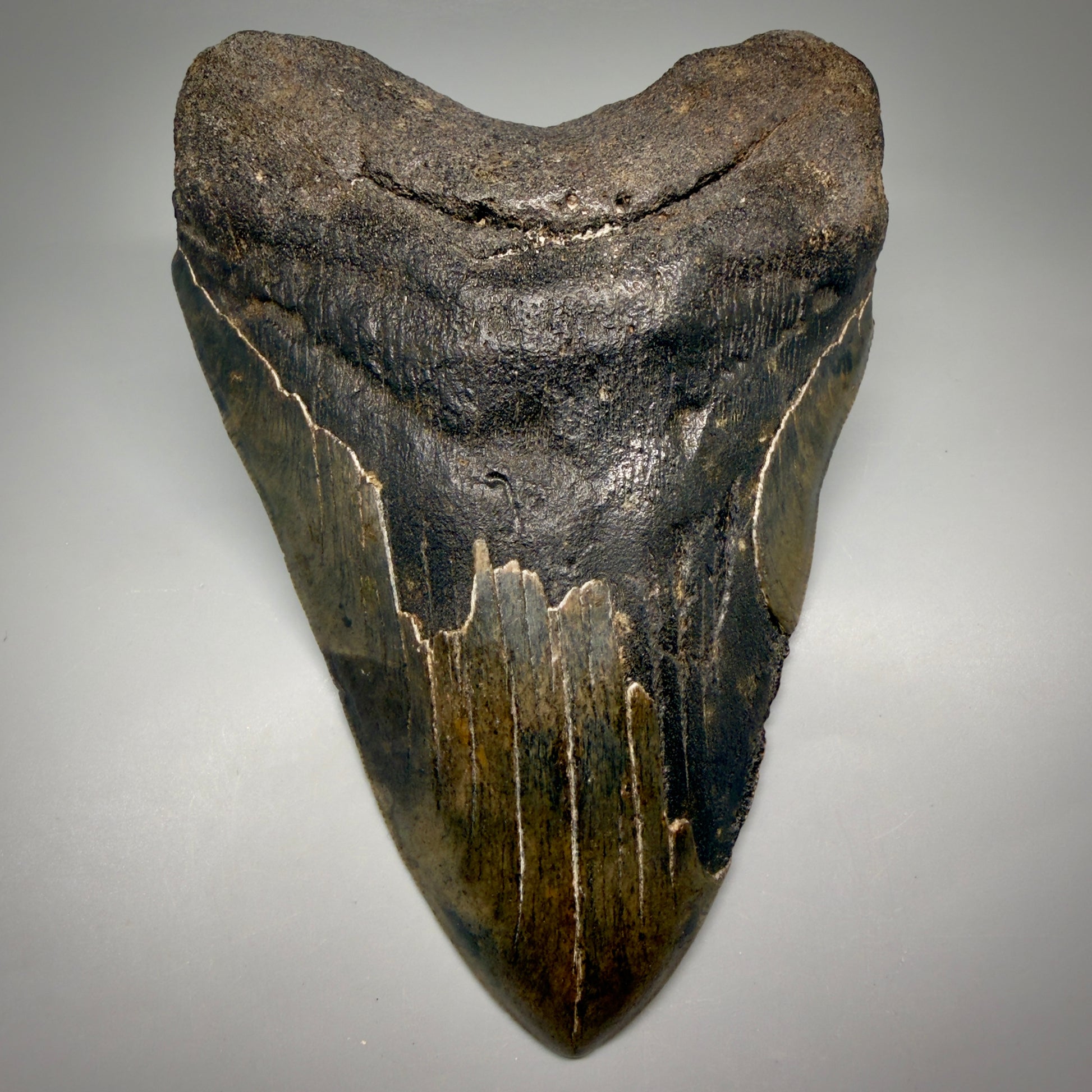 Front View Dark colors, HUGE 6.56" Fossil Megalodon Shark Tooth from Georgia CM6175 - 1