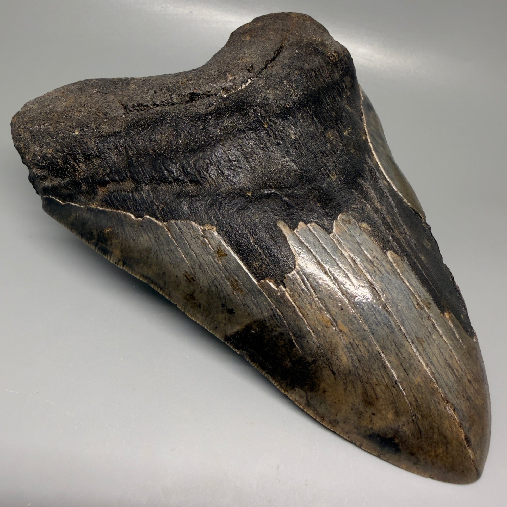 Front Left View Dark colors, HUGE 6.56" Fossil Megalodon Shark Tooth from Georgia CM6175