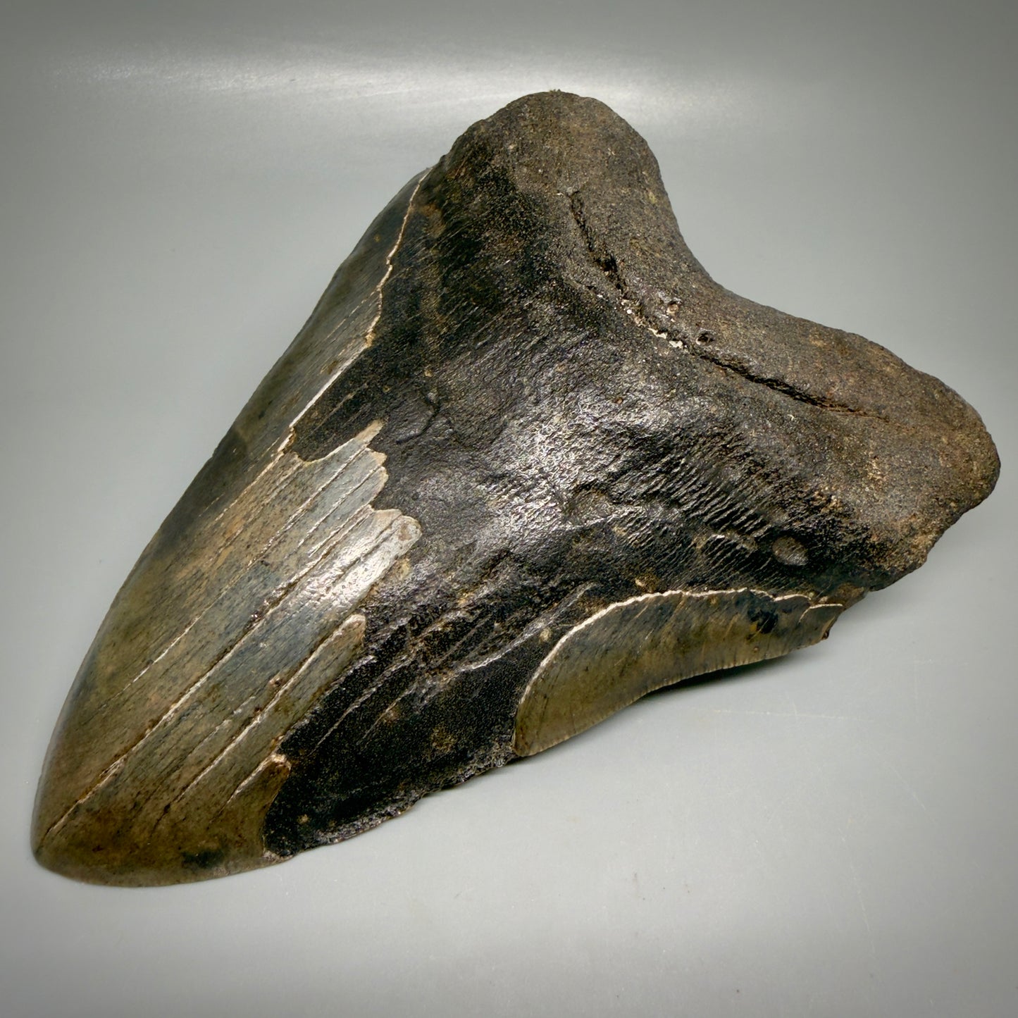 Front Right View Dark colors, HUGE 6.56" Fossil Megalodon Shark Tooth from Georgia CM6175