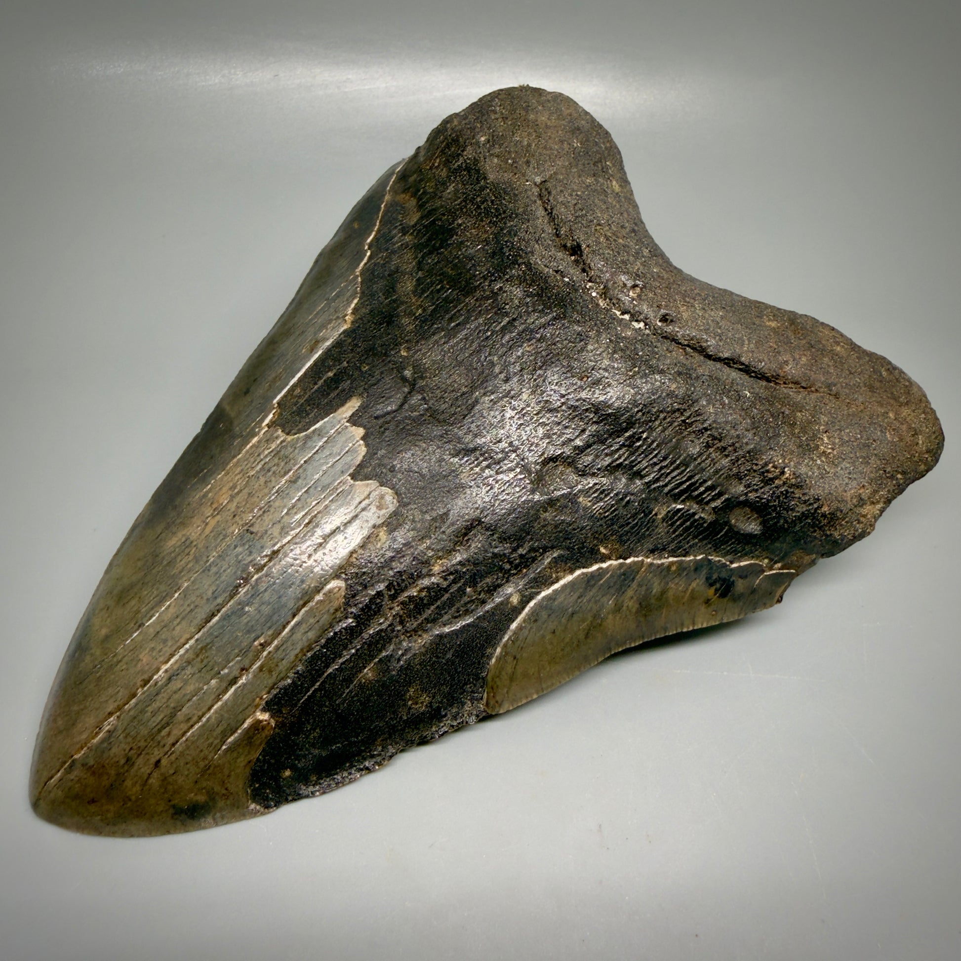 Front Right View Dark colors, HUGE 6.56" Fossil Megalodon Shark Tooth from Georgia CM6175