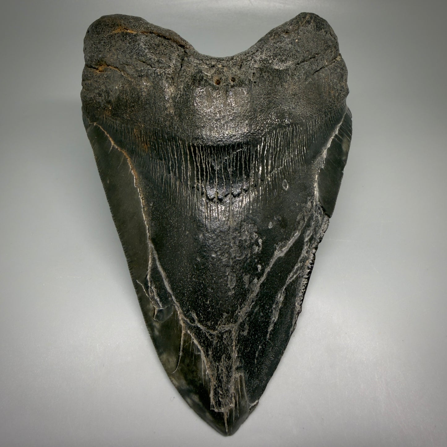 Front View Large, dark colored 6.14" Fossil Monster Megalodon Tooth - South Carolina, USA CM6172 - 1