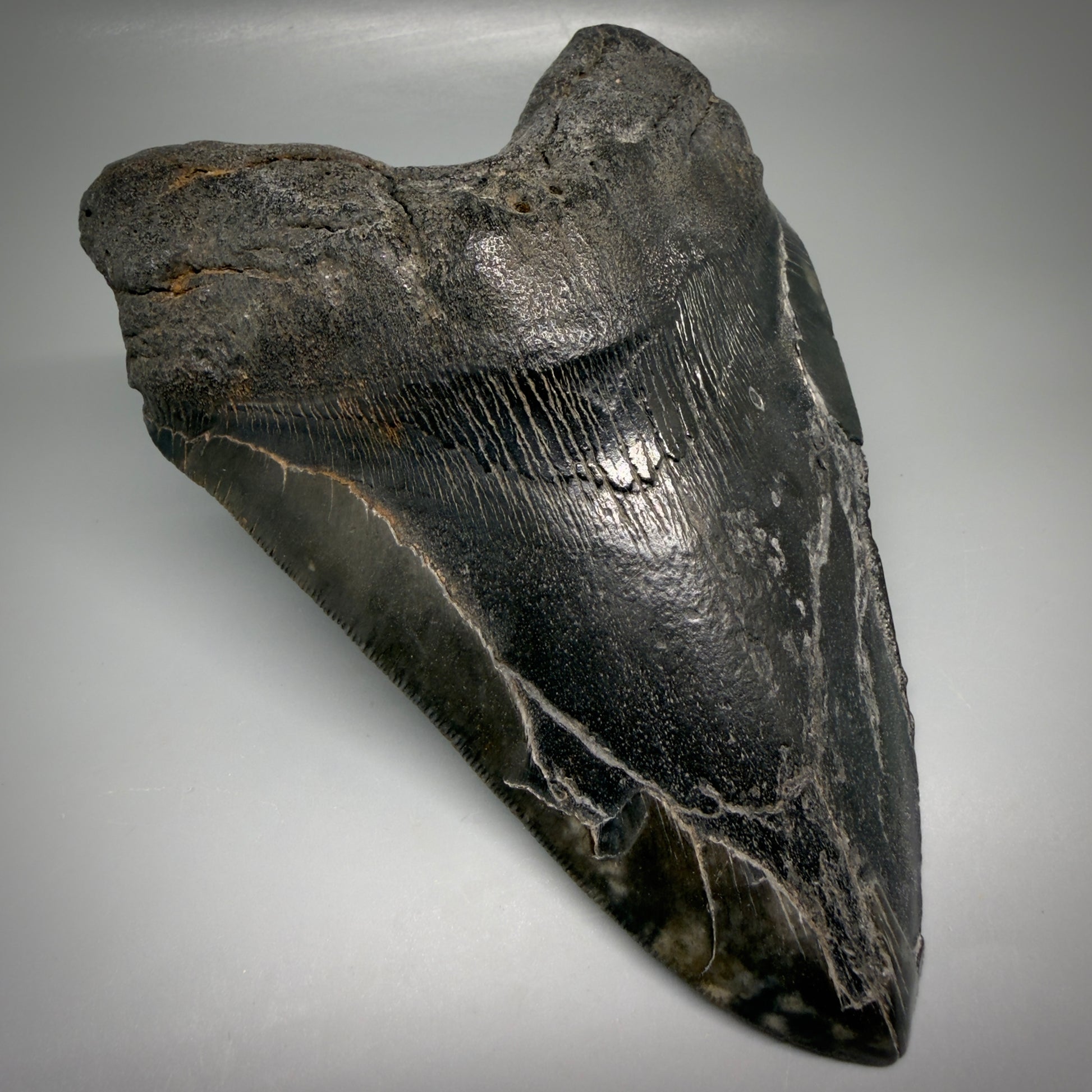Front Left View Large, dark colored 6.14" Fossil Monster Megalodon Tooth - South Carolina, USA CM6172