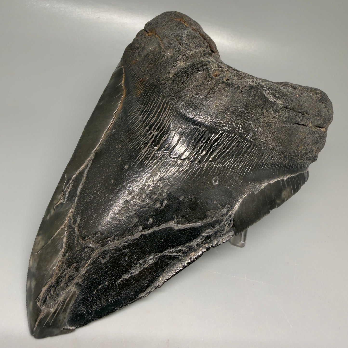 Front Right View Large, dark colored 6.14" Fossil Monster Megalodon Tooth - South Carolina, USA CM6172