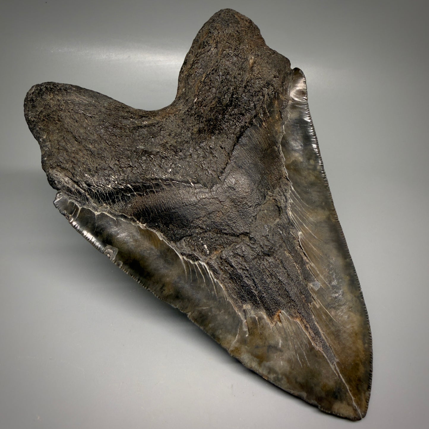 Back Left View Large, dark colored 6.14" Fossil Monster Megalodon Tooth - South Carolina, USA CM6172