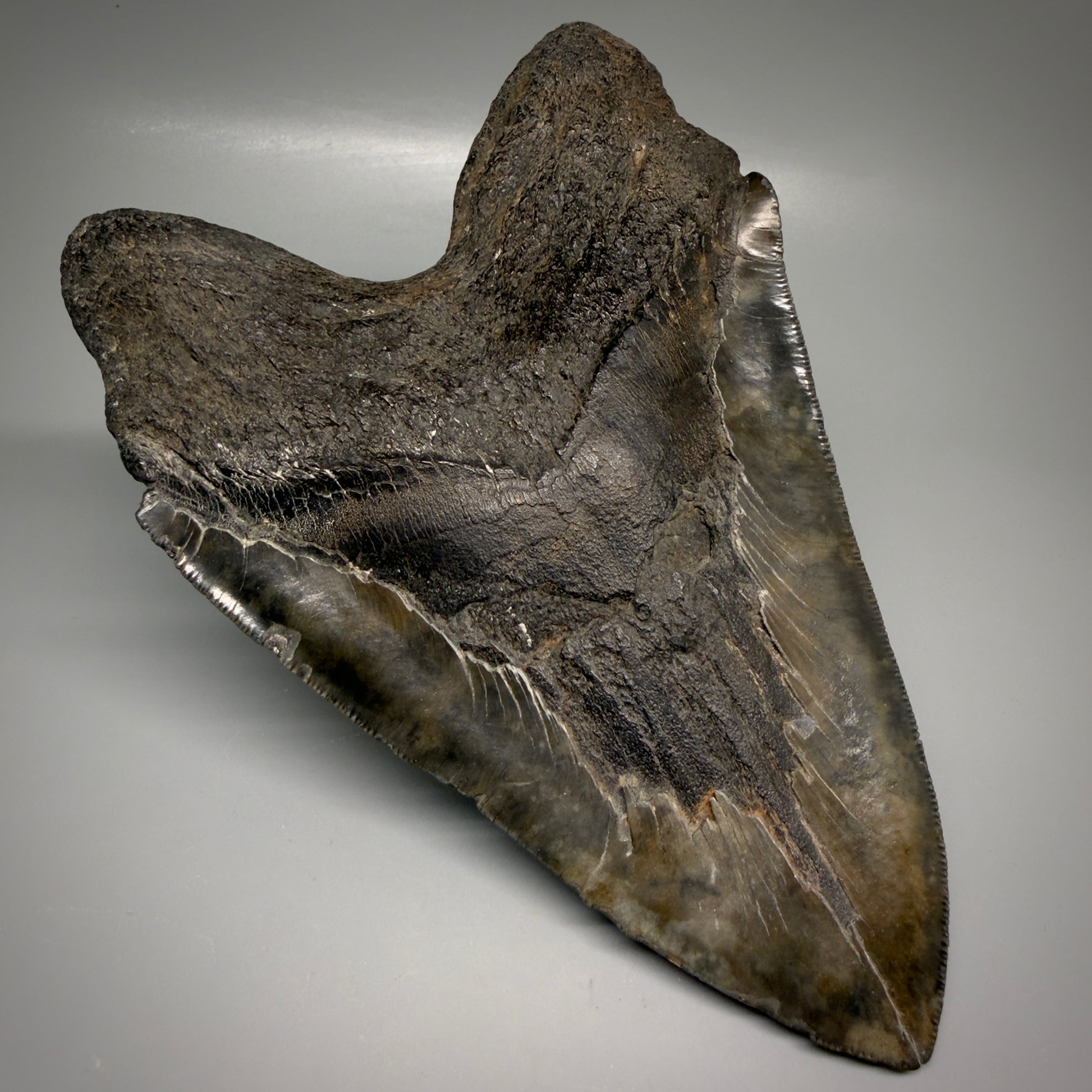 Back Left View Large, dark colored 6.14" Fossil Monster Megalodon Tooth - South Carolina, USA CM6172