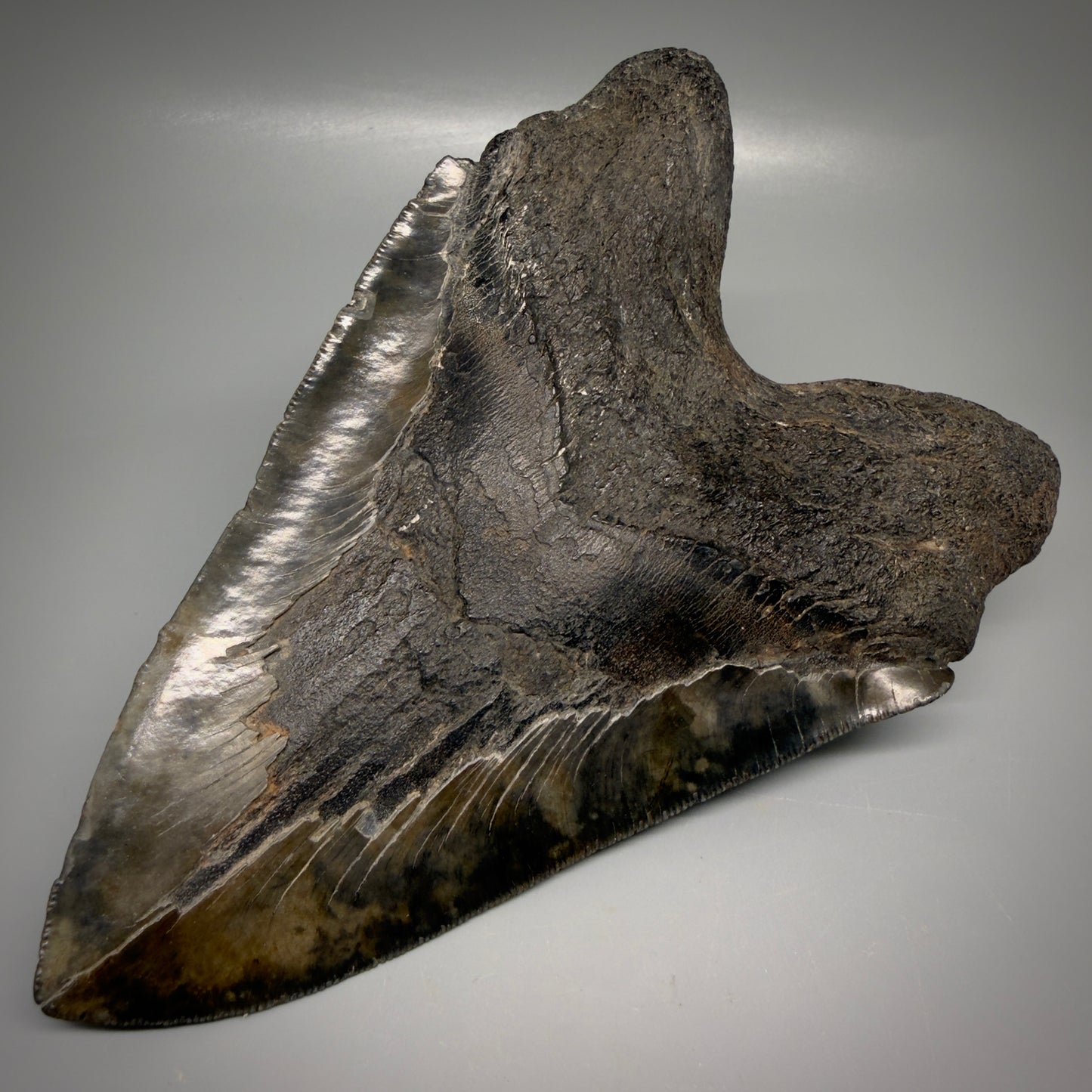 Back Right View Large, dark colored 6.14" Fossil Monster Megalodon Tooth - South Carolina, USA CM6172