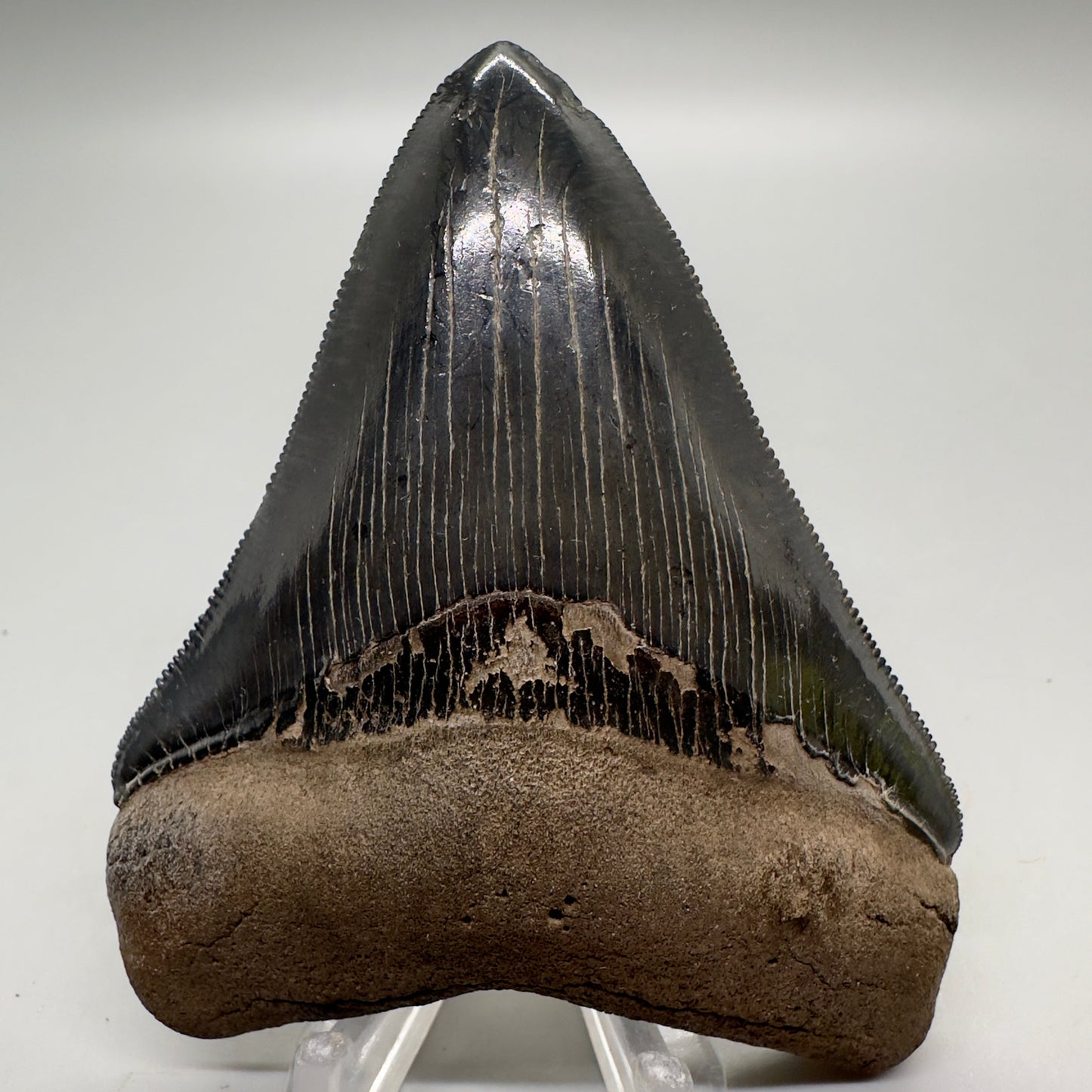 Colorful, high quality 3.51" Fossil Megalodon Tooth from Georgia, USA MJ170 - Front