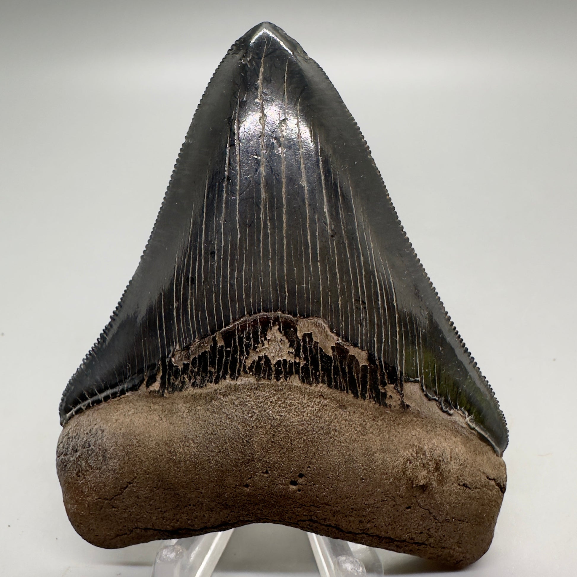 Colorful, high quality 3.51" Fossil Megalodon Tooth from Georgia, USA MJ170 - Front