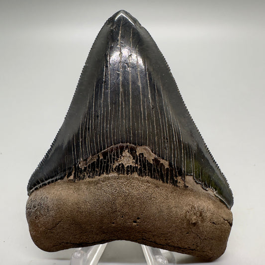 Colorful, high quality 3.51" Fossil Megalodon Tooth from Georgia, USA MJ170 - Front