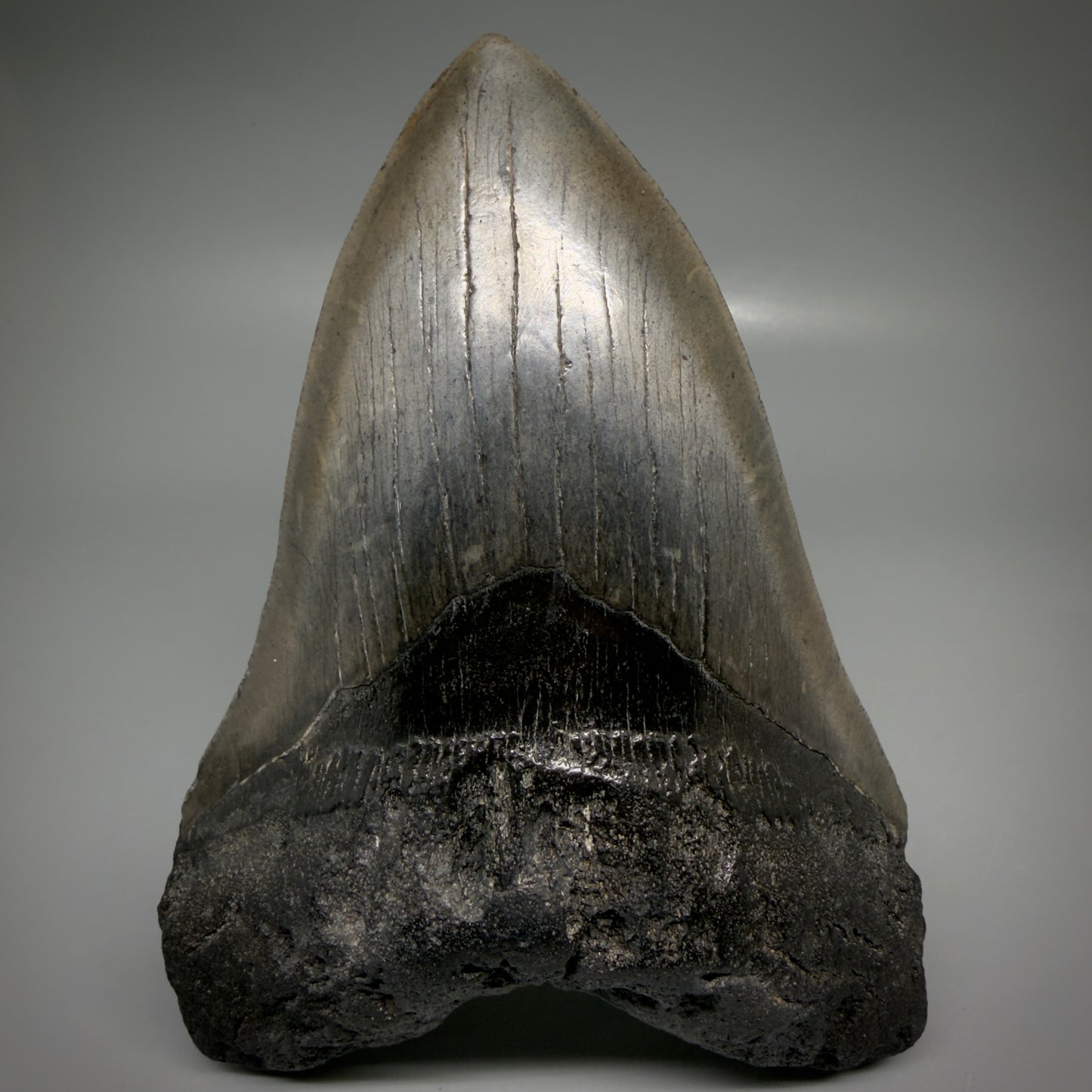 Front View Large, dark colored 6.01" Fossil Monster Megalodon Tooth - South Carolina, USA CM6173
