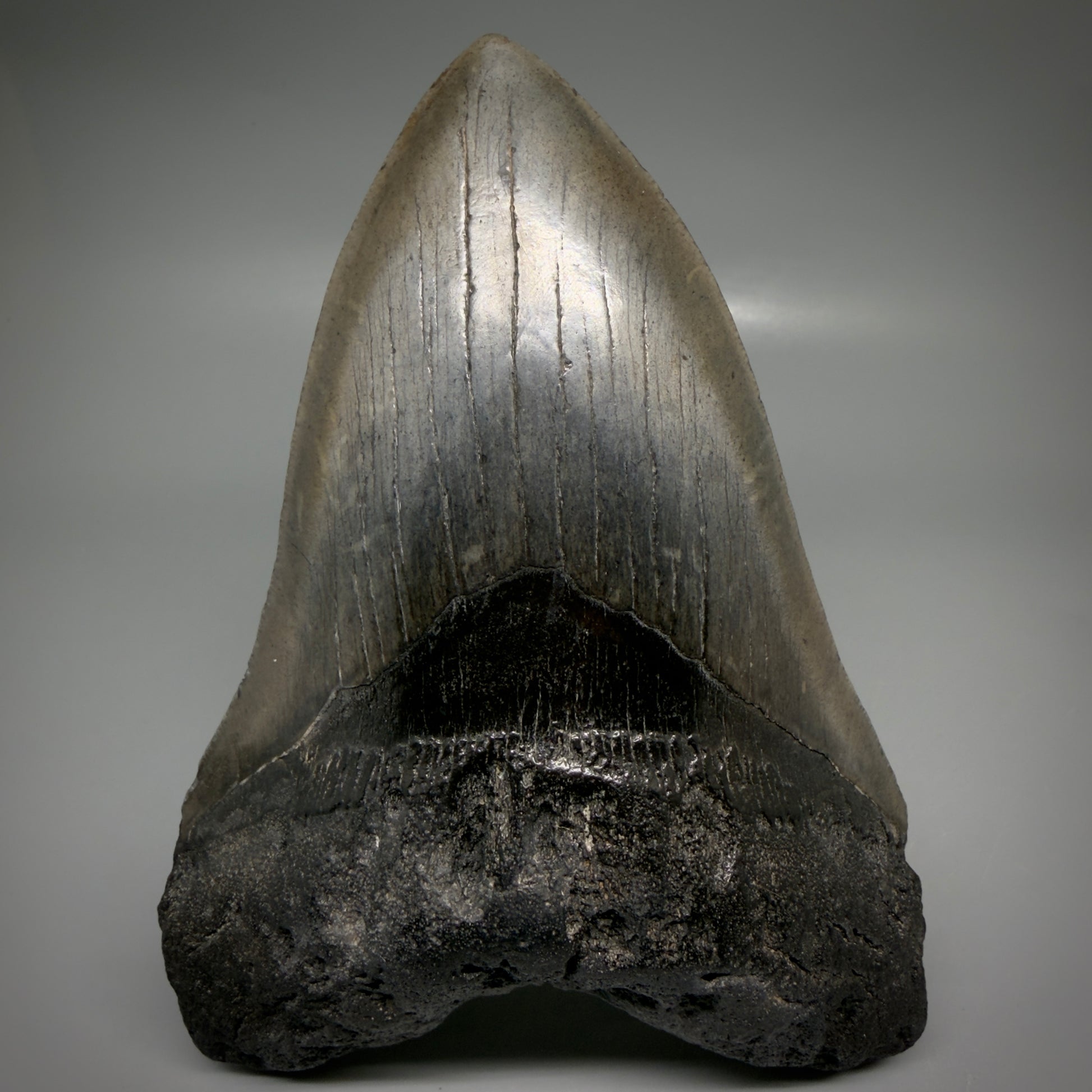 Front View Large, dark colored 6.01" Fossil Monster Megalodon Tooth - South Carolina, USA CM6173