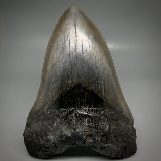 Front View Large, dark colored 6.01" Fossil Monster Megalodon Tooth - South Carolina, USA CM6173