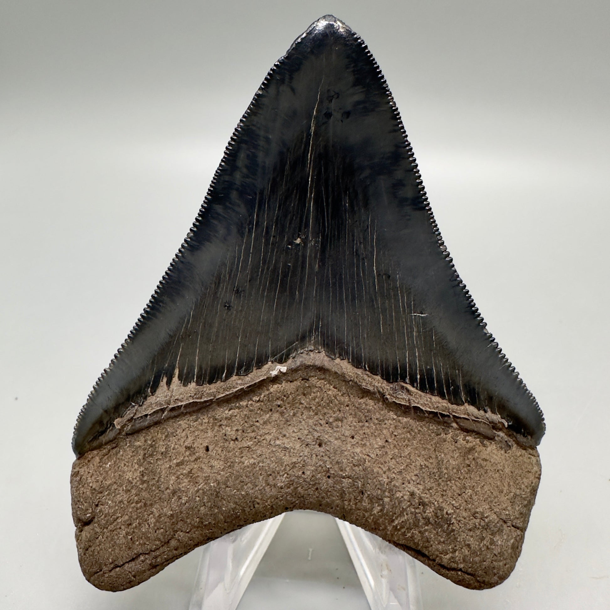 Colorful, high quality 3.51" Fossil Megalodon Tooth from Georgia, USA MJ170 - Back