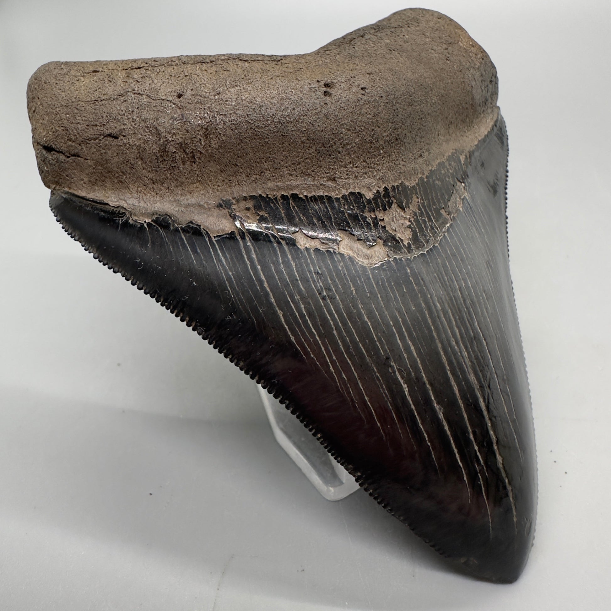 Colorful, high quality 3.51" Fossil Megalodon Tooth from Georgia, USA MJ170 - Front Left